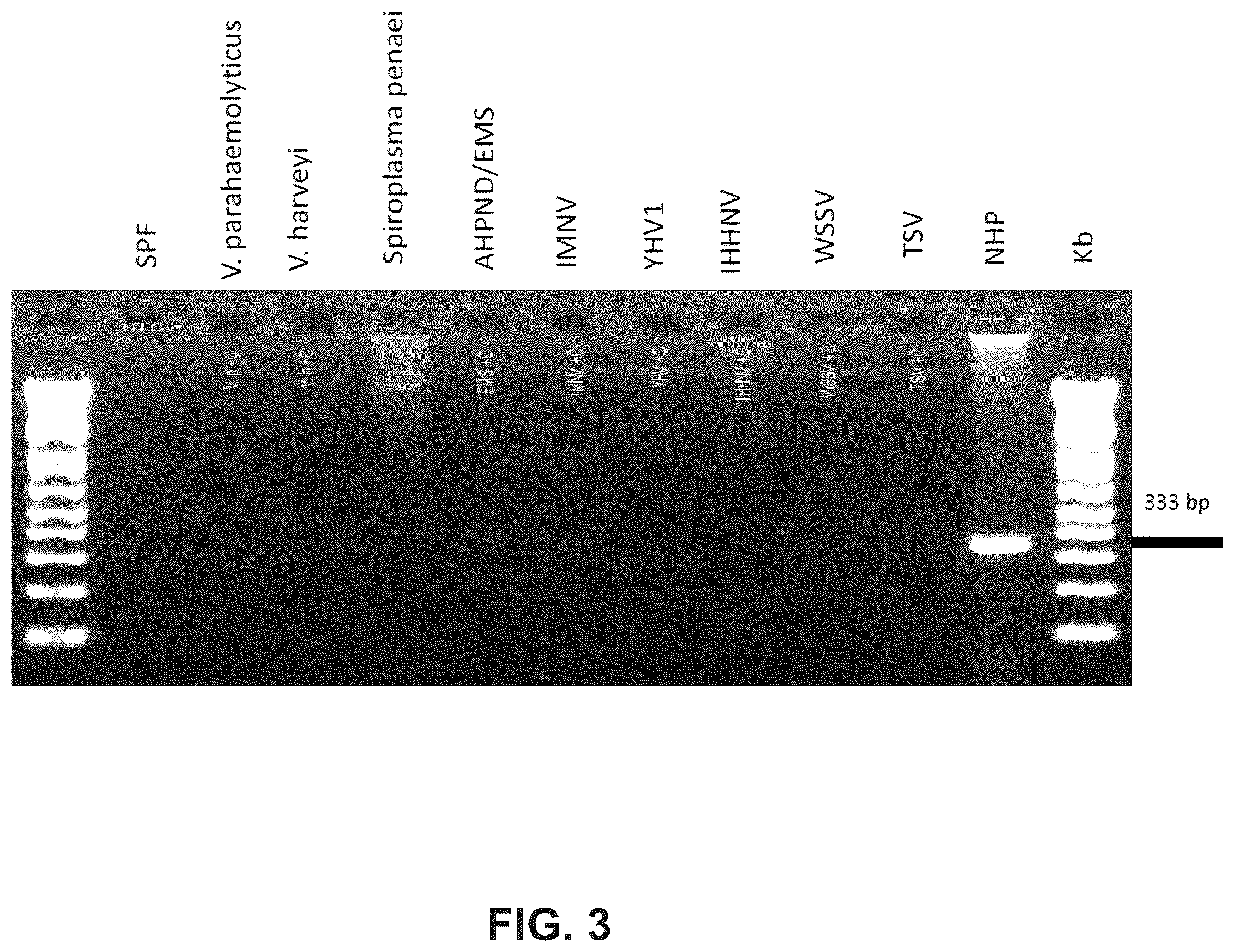 Patent US12480167 Figure 3 – Shrimp disease detection assays and uses thereof