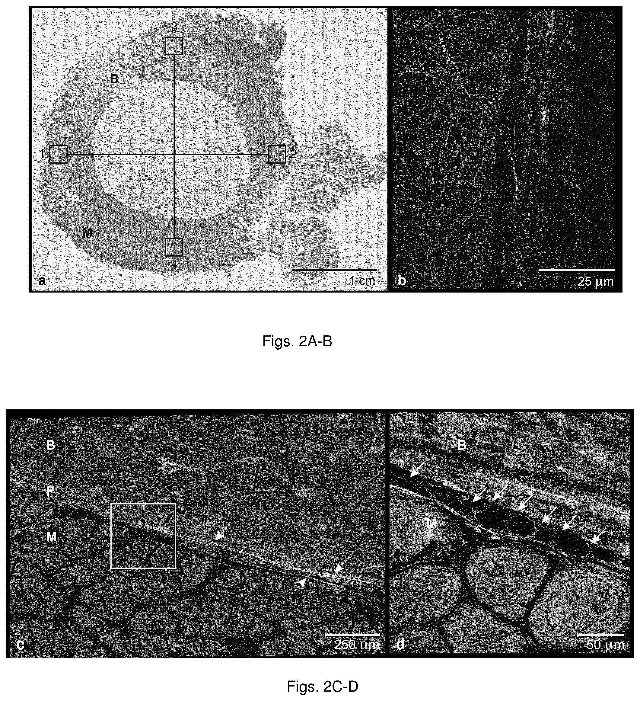 Patent US12480233 Figure 2 – Engineered materials and methods of forming