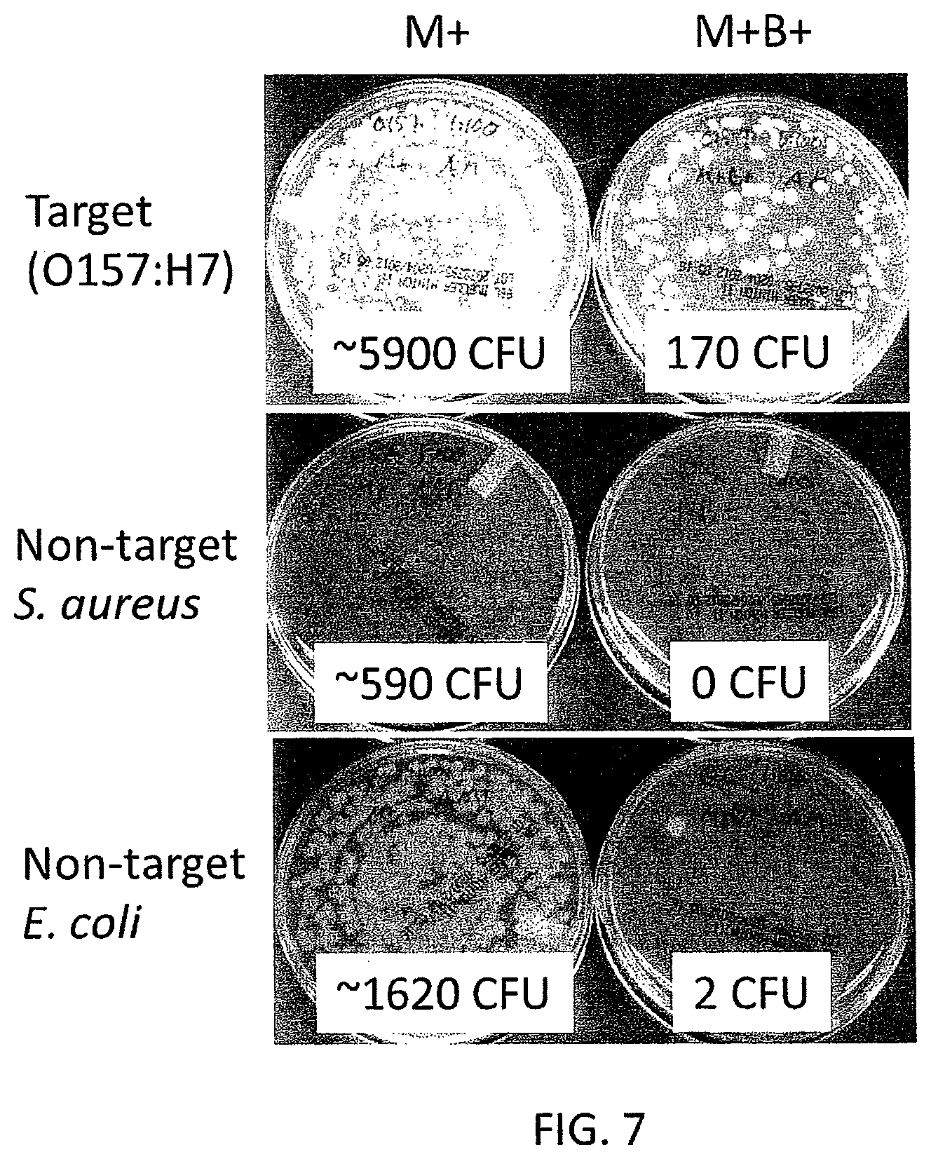 Patent US12480846 Figure 7 – Multi-mode separation for target detection and cell growth monitoring