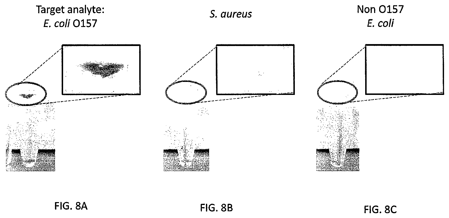 Patent US12480846 Figure 8 – Multi-mode separation for target detection and cell growth monitoring