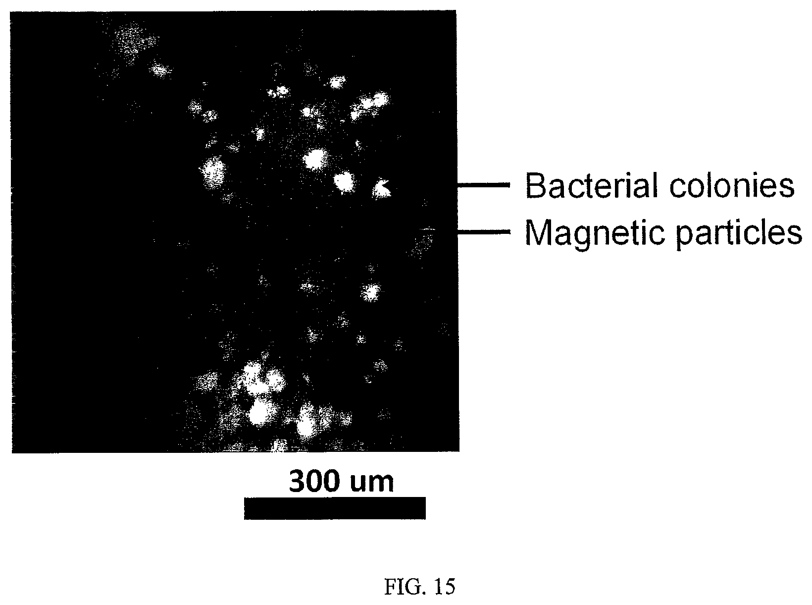 Patent US12480846 Figure 19 – Multi-mode separation for target detection and cell growth monitoring