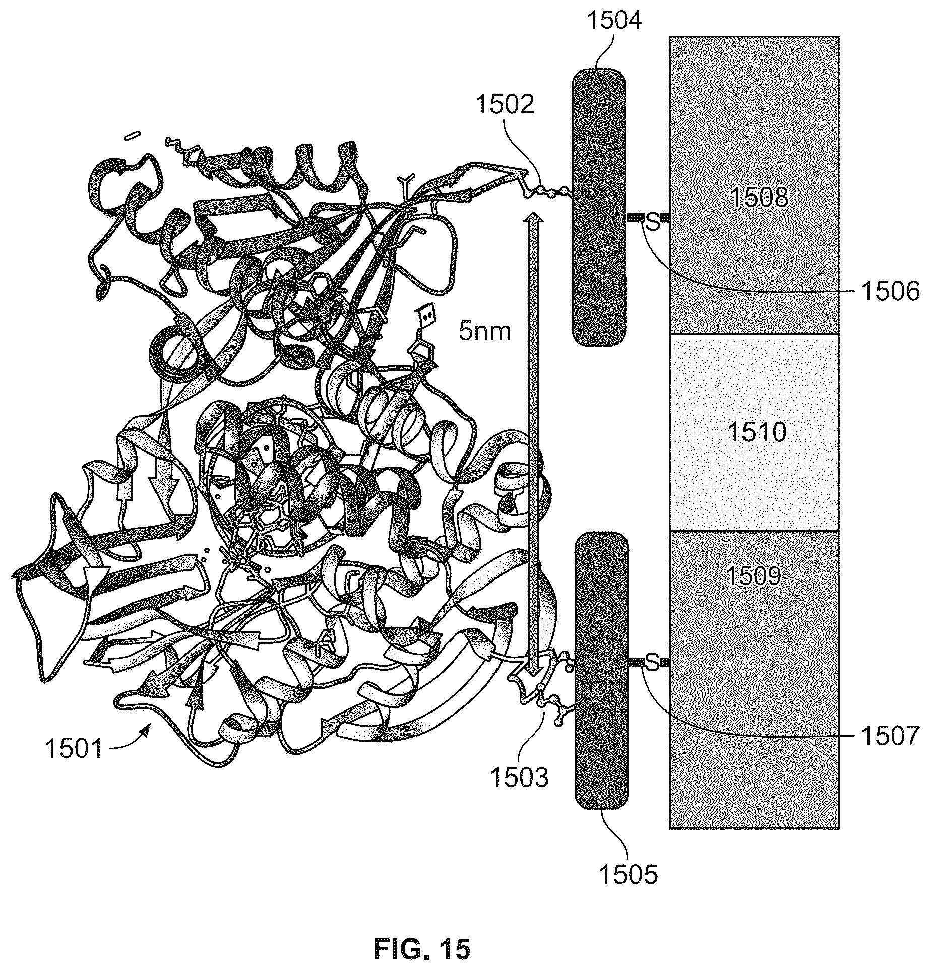 Patent US12480937 Figure 15 – Device, system and method for direct electrical measurement of enzyme activity