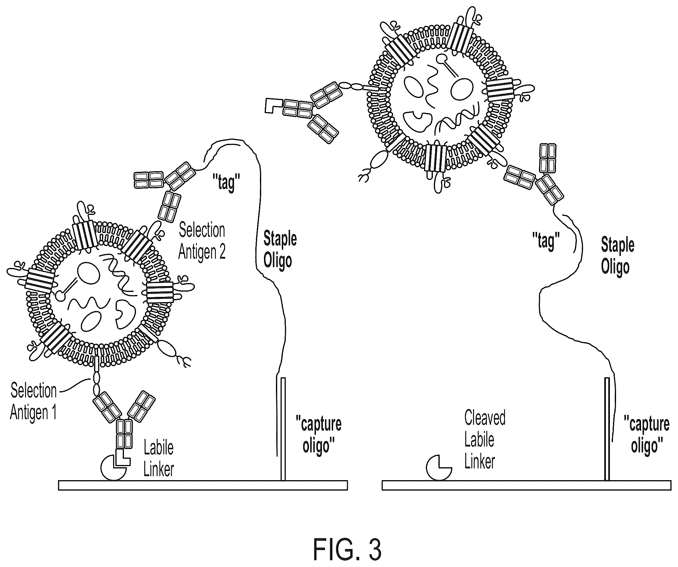 Patent US12480940 Figure 4 – Methods for isolating surface marker displaying agents