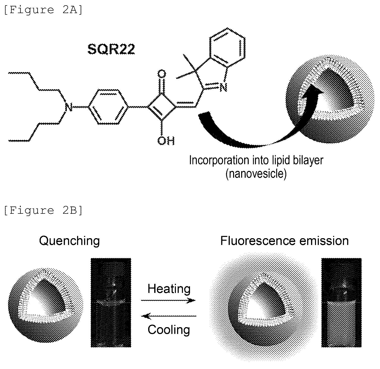 Patent US12480943 Figure 2 – Temperature-responsive fluorescent particles for detection of biomolecules