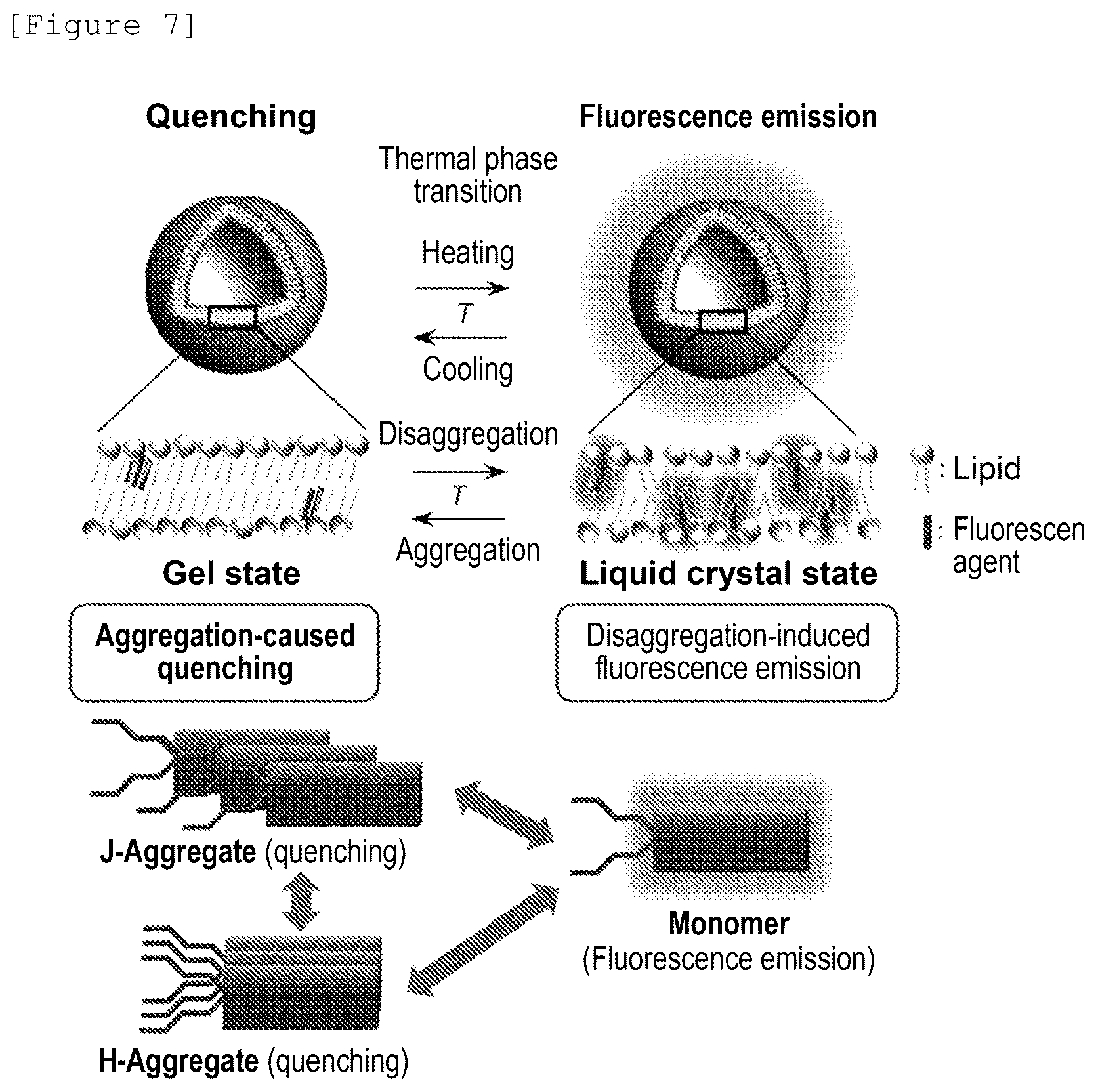 Patent US12480943 Figure 11 – Temperature-responsive fluorescent particles for detection of biomolecules