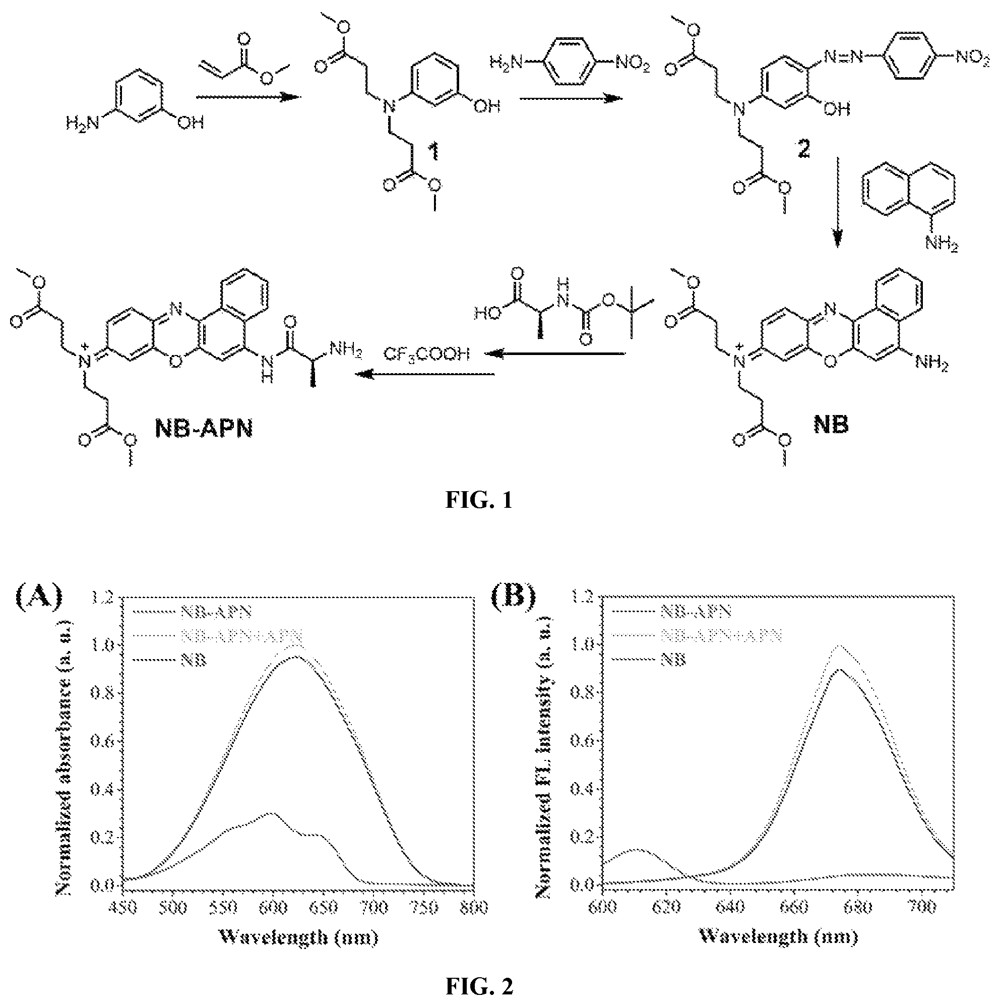 Patent US12480948 — Ratiometric fluorescent probe for detecting aminopeptidase N, and preparation method and use thereof — Figure 1