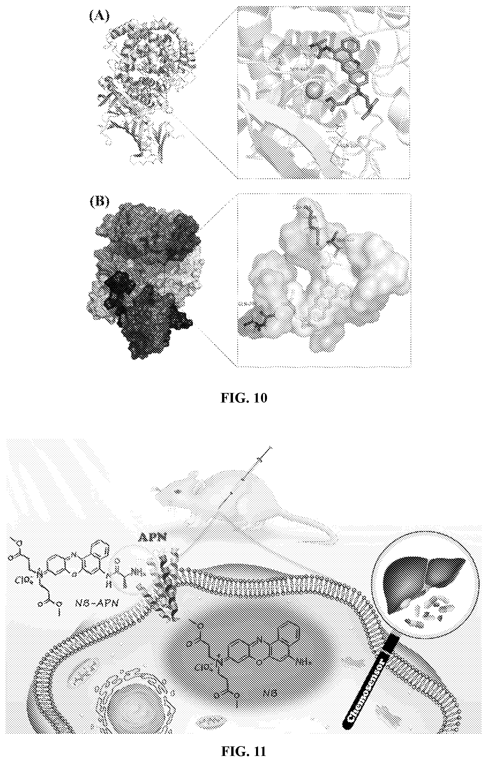 Patent US12480948 Figure 6 – Ratiometric fluorescent probe for detecting aminopeptidase N, and preparation method and use thereof