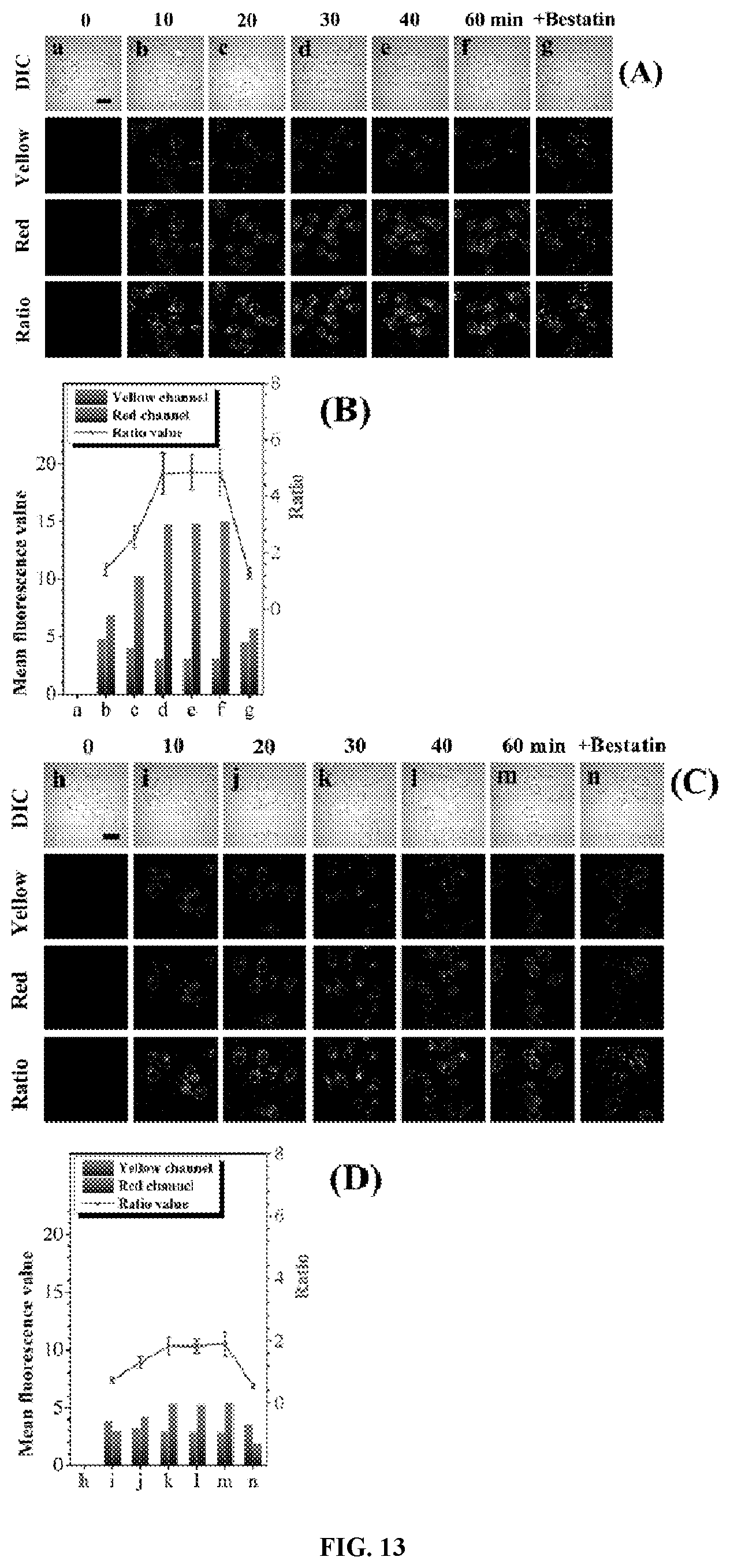 Patent US12480948 Figure 8 – Ratiometric fluorescent probe for detecting aminopeptidase N, and preparation method and use thereof