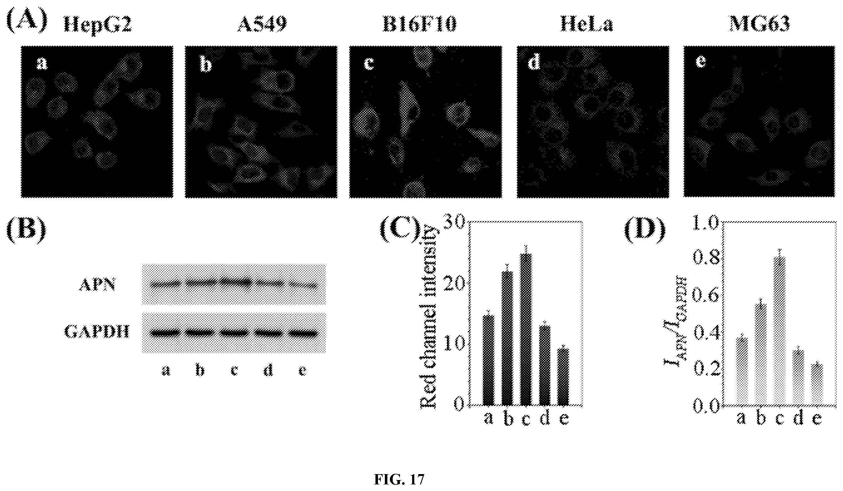 Patent US12480948 Figure 10 – Ratiometric fluorescent probe for detecting aminopeptidase N, and preparation method and use thereof