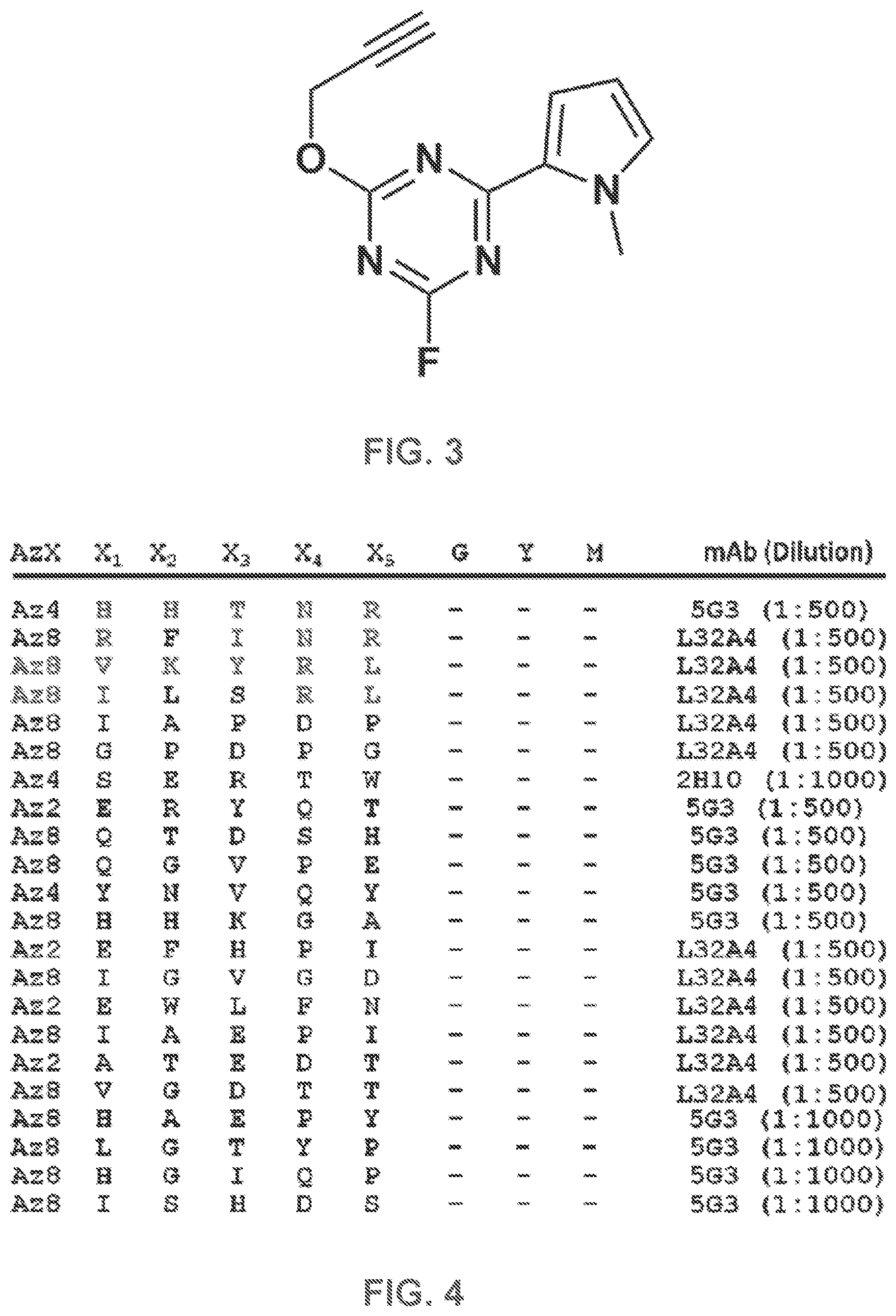 Patent US12480950 Figure 2 – AKT-specific capture agents, compositions, and methods of using and making