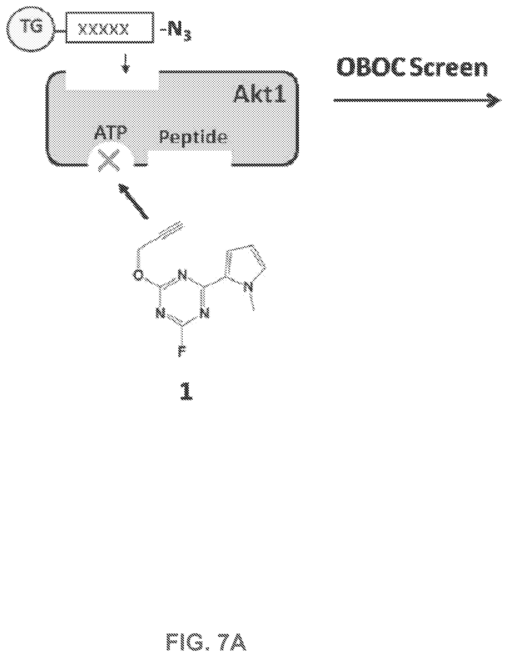 Patent US12480950 Figure 6 – AKT-specific capture agents, compositions, and methods of using and making