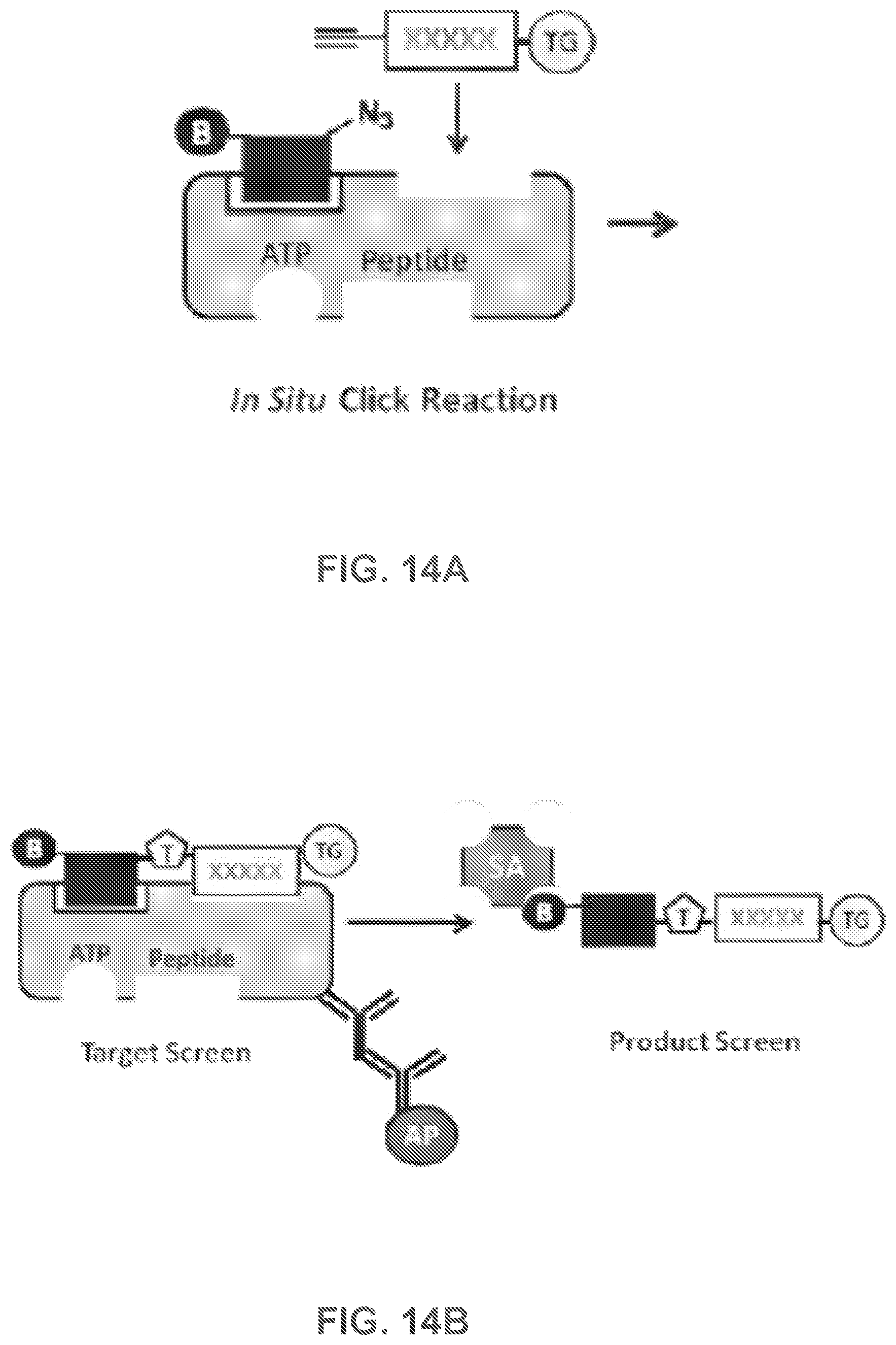 Patent US12480950 Figure 13 – AKT-specific capture agents, compositions, and methods of using and making