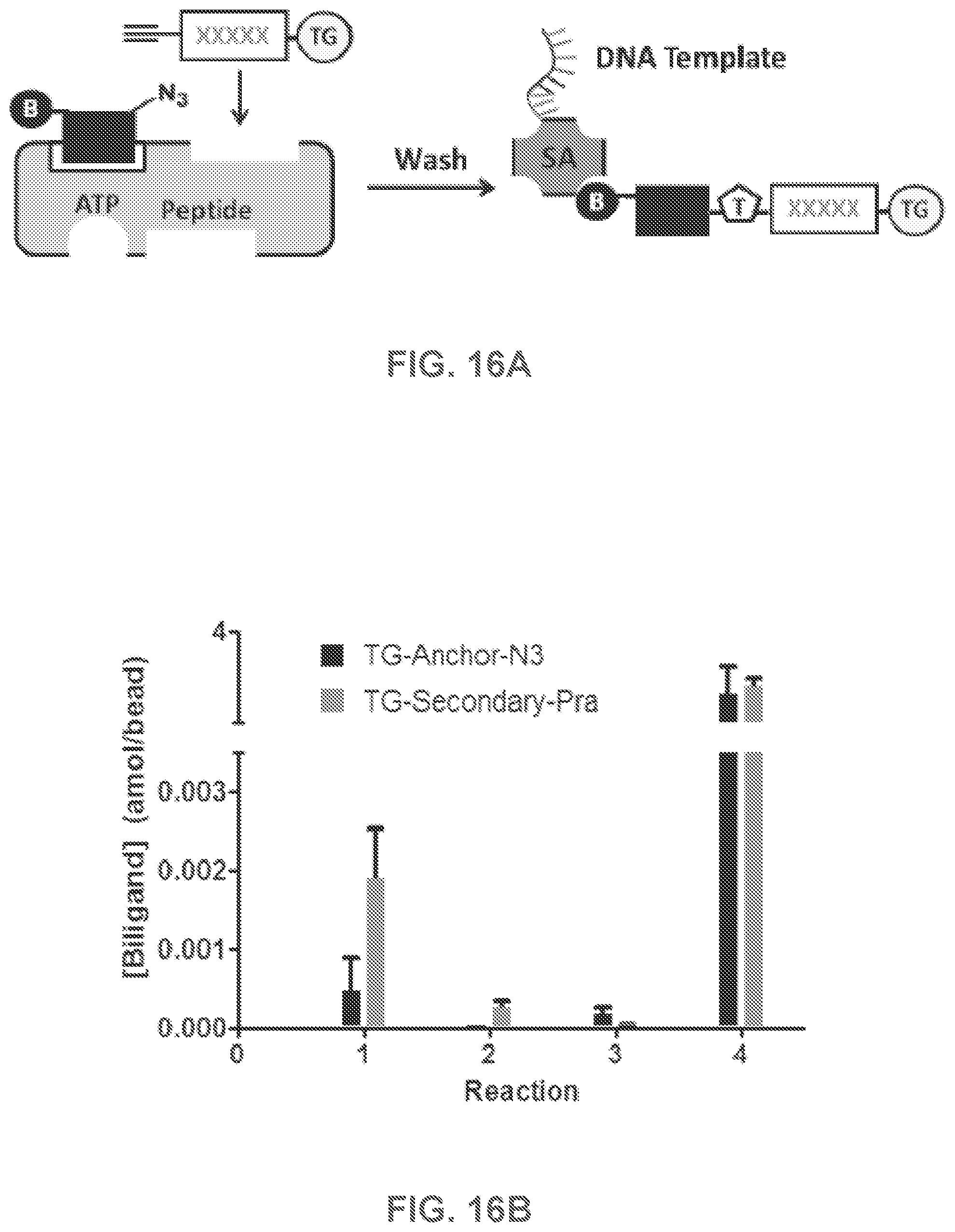 Patent US12480950 Figure 15 – AKT-specific capture agents, compositions, and methods of using and making
