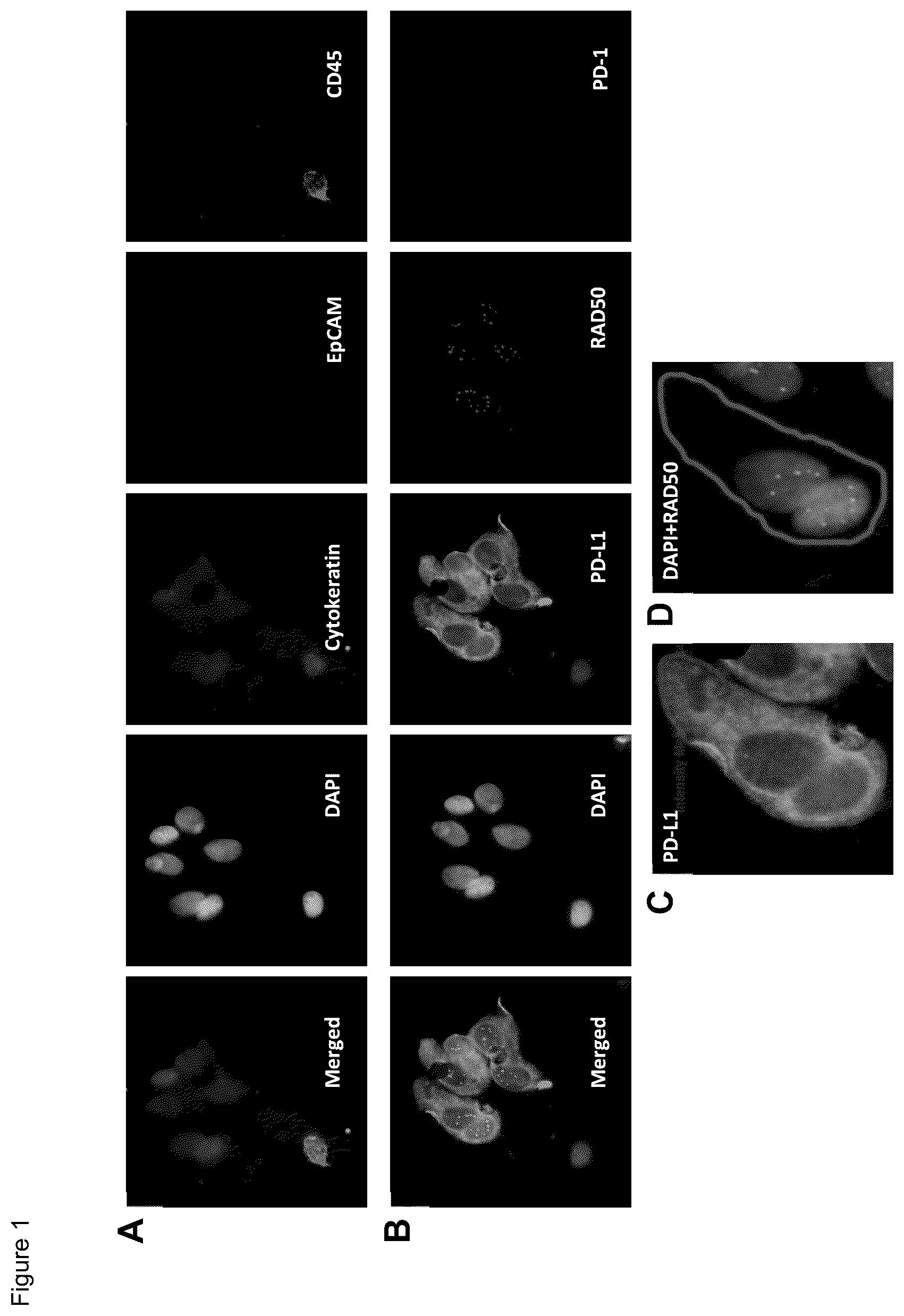Patent US12480952 Figure 1 – Methods of using PD-L1 expression in treatment decisions for cancer therapy