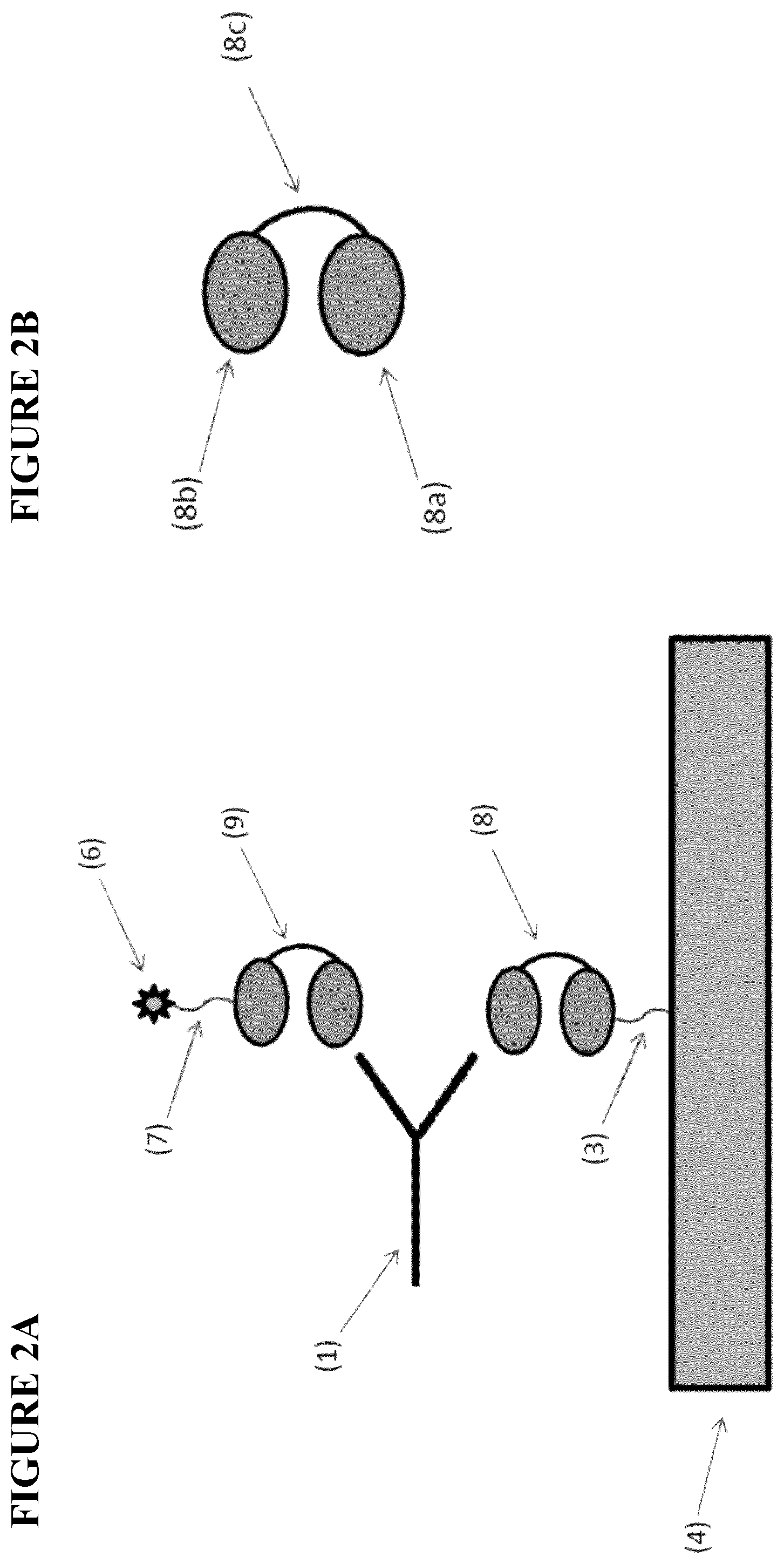 Patent US12480957 Figure 2 – Method of screening for anti-drug antibodies against immunoglobulin single variable domain-based drugs