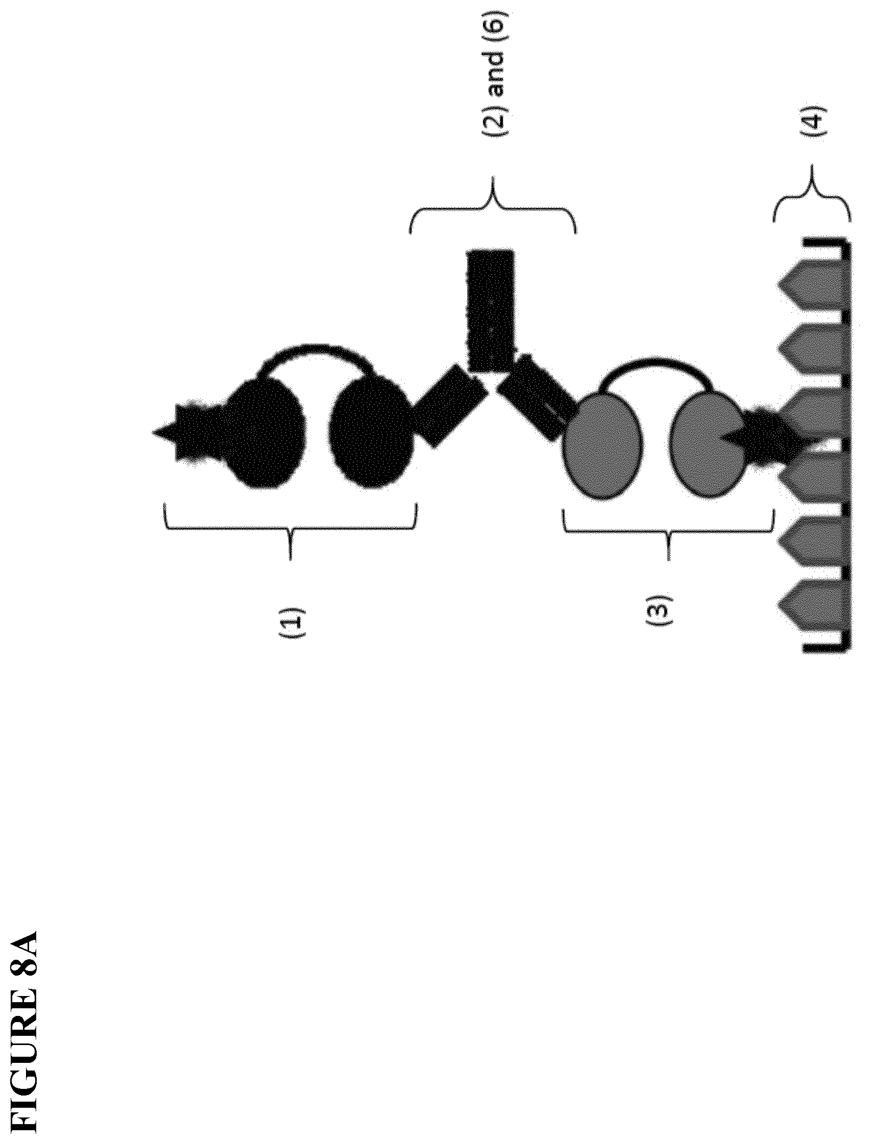 Patent US12480957 Figure 9 – Method of screening for anti-drug antibodies against immunoglobulin single variable domain-based drugs