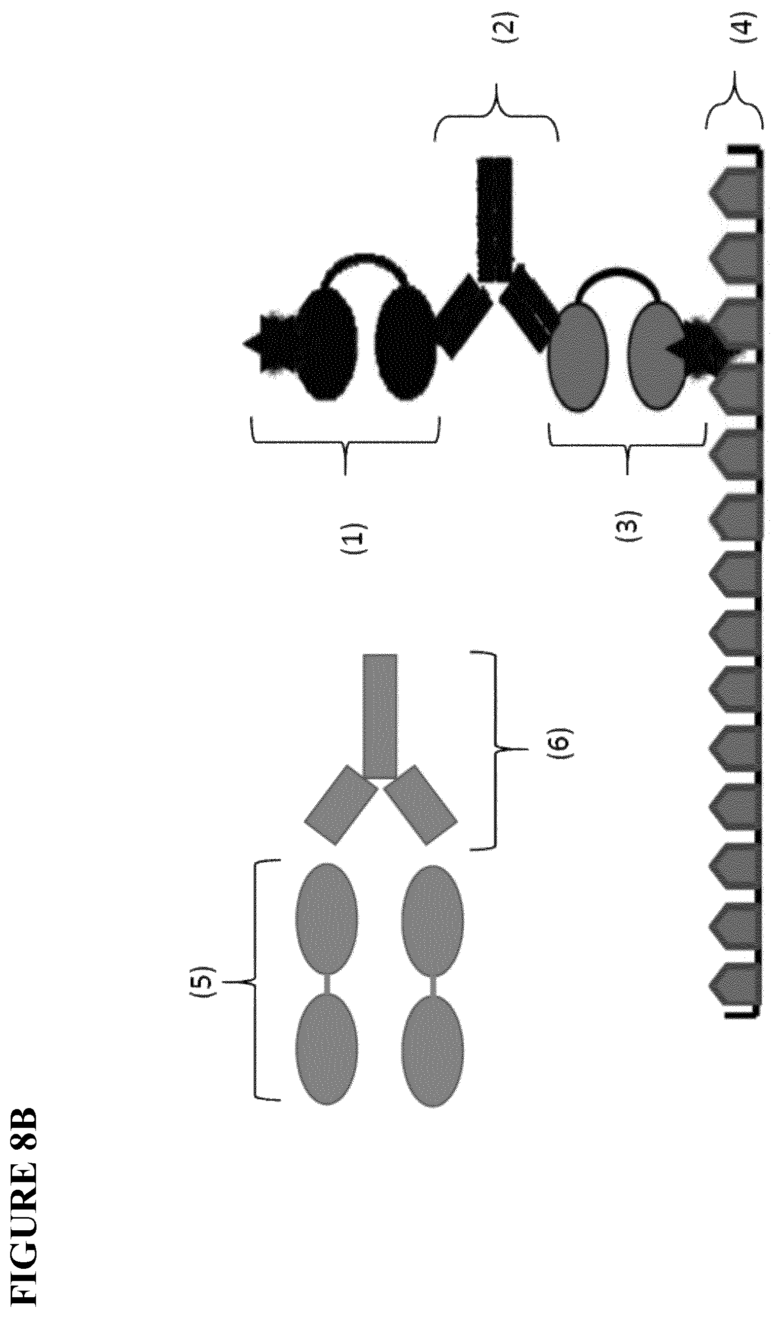 Patent US12480957 Figure 10 – Method of screening for anti-drug antibodies against immunoglobulin single variable domain-based drugs