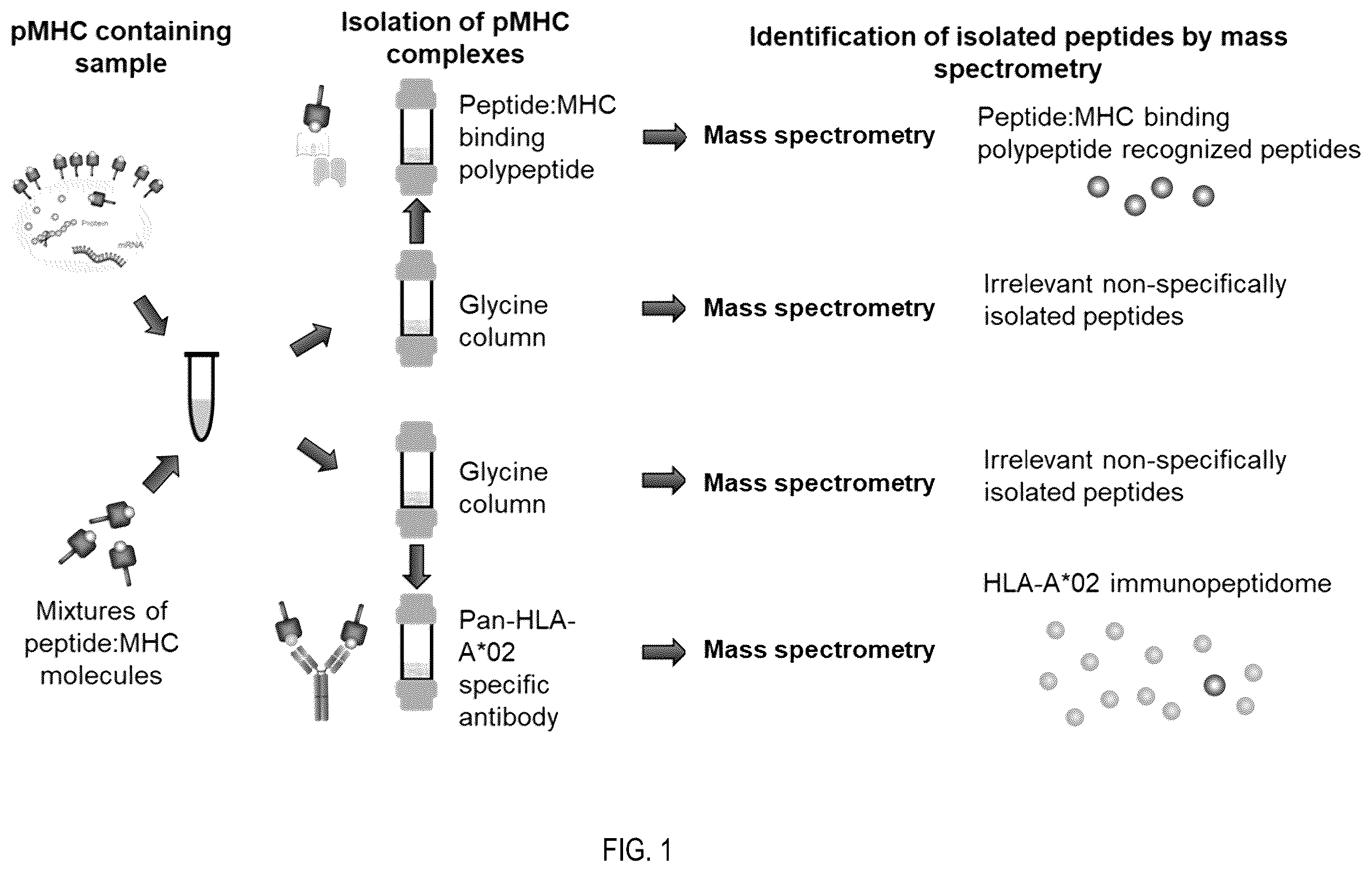 Patent US12480958 Figure 1 – Method for the characterization of peptide:MHC binding polypeptides