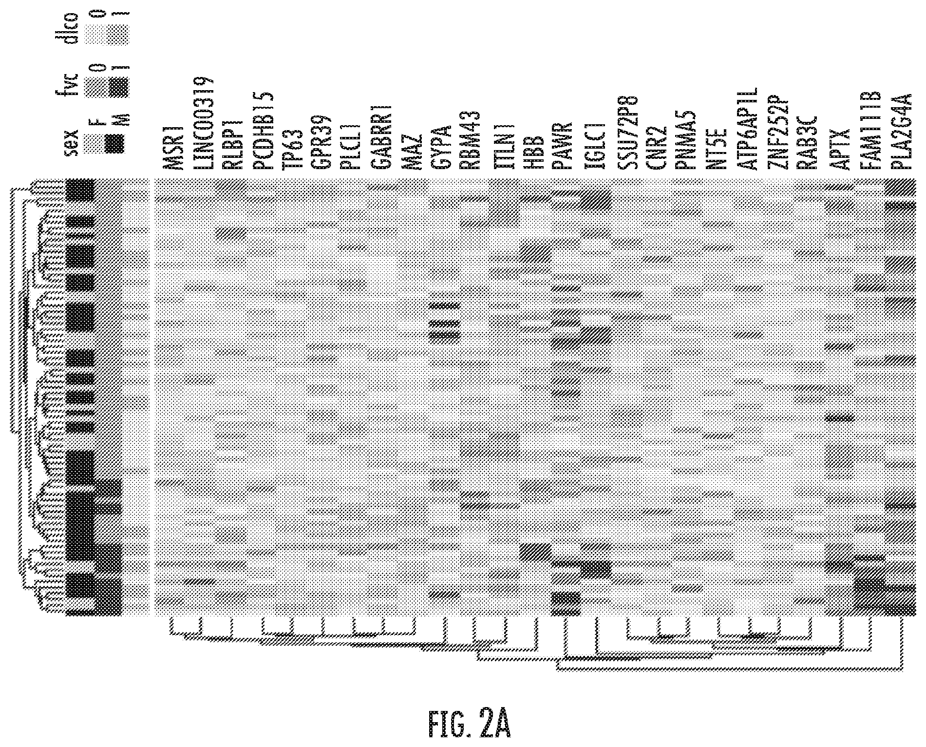 Patent US12480960 Figure 3 – Compositions and methods for predicting lung function decline in idiopathic pulmonary fibrosis