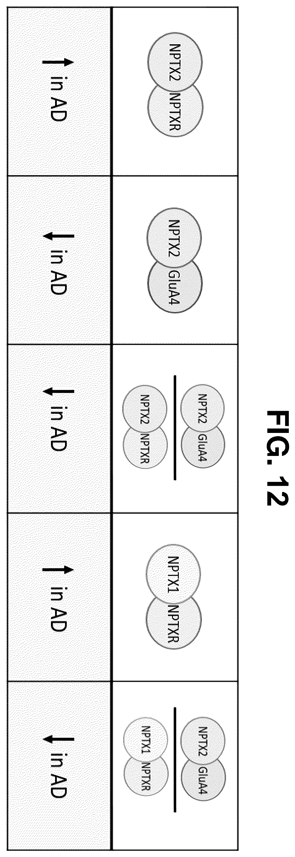 Patent US12480961 Figure 17 – Methods for diagnosing alzheimer's disease and other neurological disorders