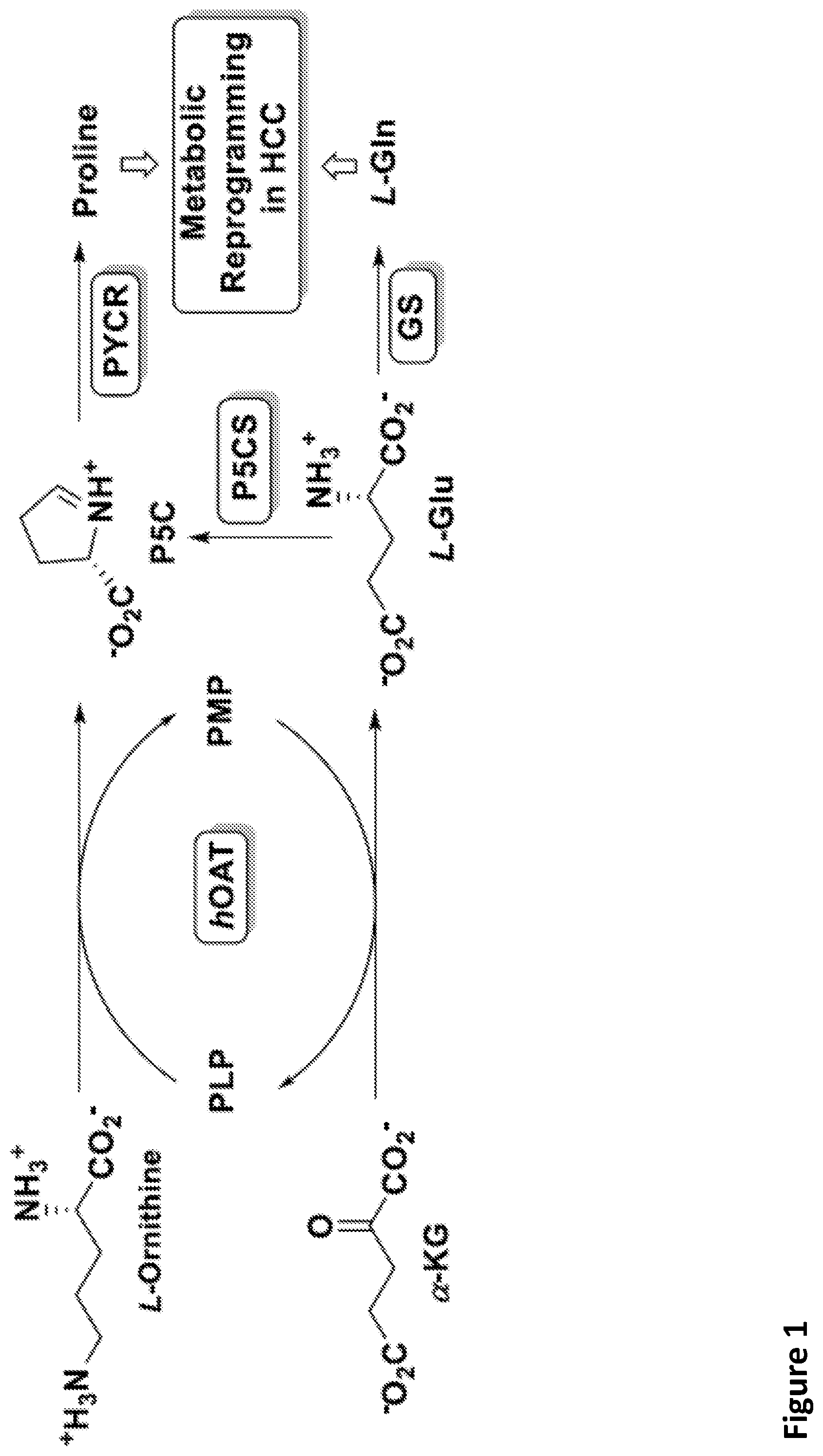 Patent US12492164 Figure 1 – Fluorine substituted cyclohexene analogues of gamma-aminobutyric acid (GABA)
