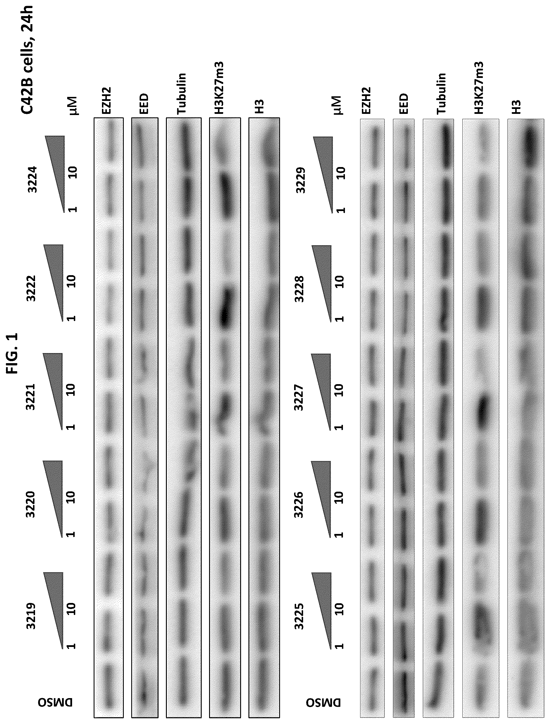 Patent US12492209 Figure 1 – Substituted [1,2,4]triazolo[4,3-c]pyrimidines that induce degradation of embryonic ectoderm development (EED) protein
