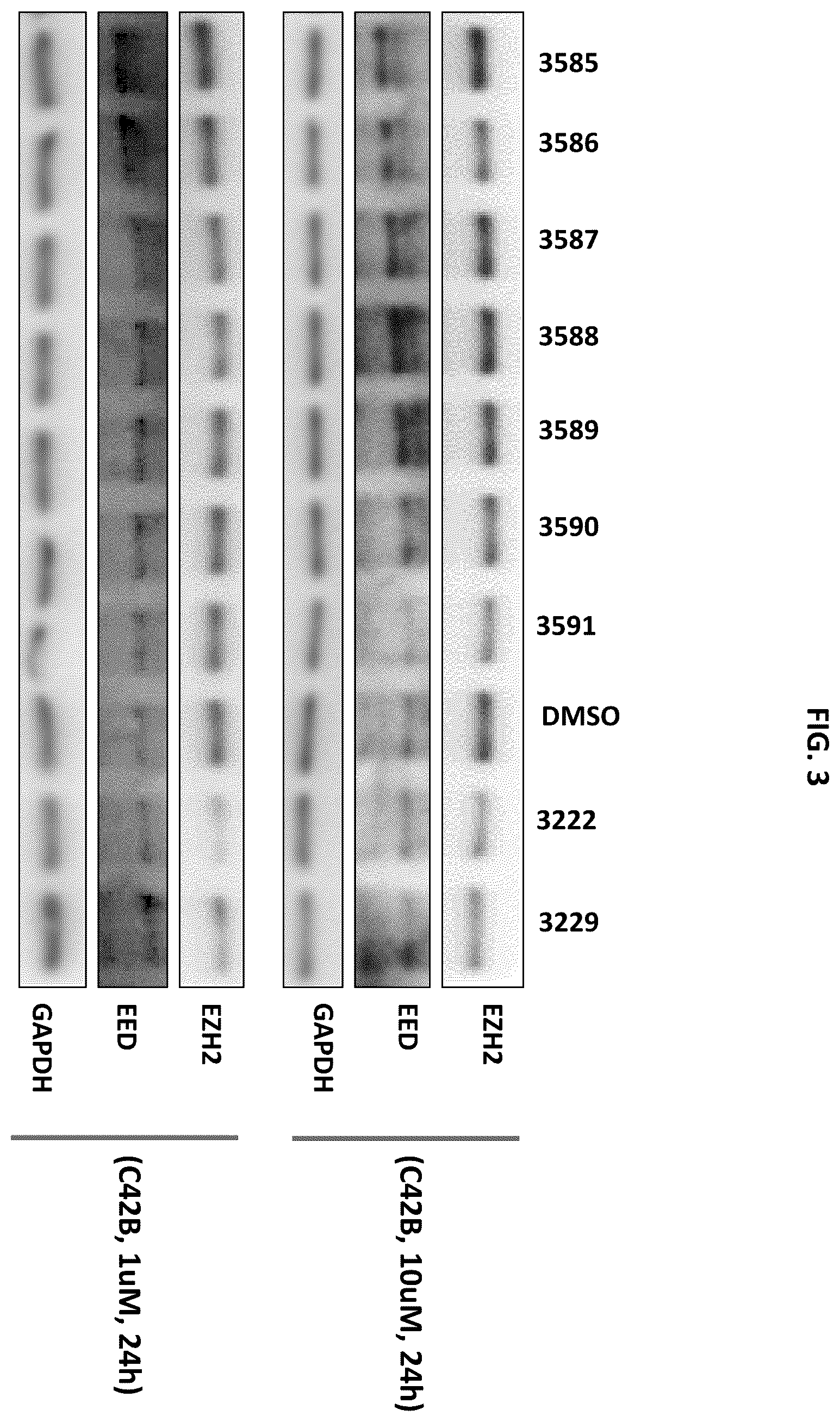 Patent US12492209 Figure 3 – Substituted [1,2,4]triazolo[4,3-c]pyrimidines that induce degradation of embryonic ectoderm development (EED) protein