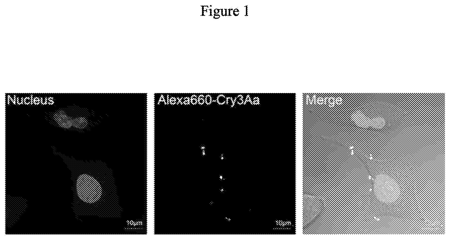 Patent US12492227 Figure 1 – Engineered cry proteins for delivery of therapeutics