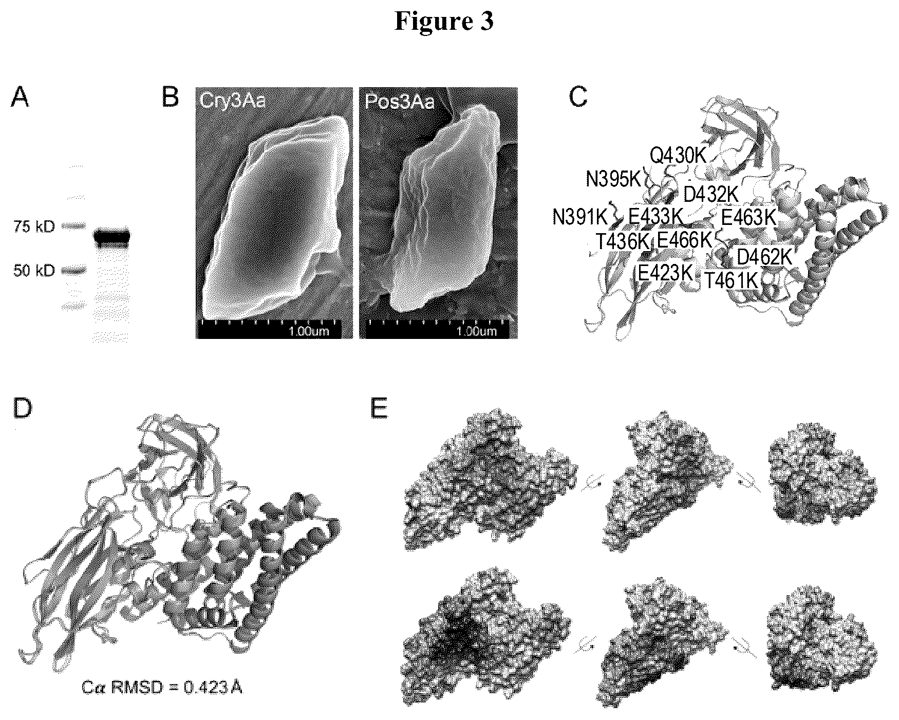 Patent US12492227 Figure 3 – Engineered cry proteins for delivery of therapeutics
