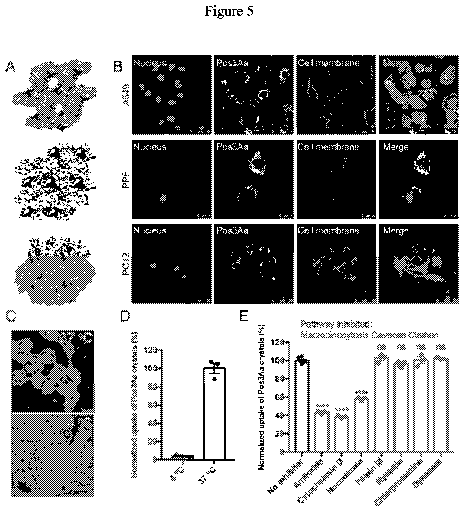 Patent US12492227 Figure 5 – Engineered cry proteins for delivery of therapeutics