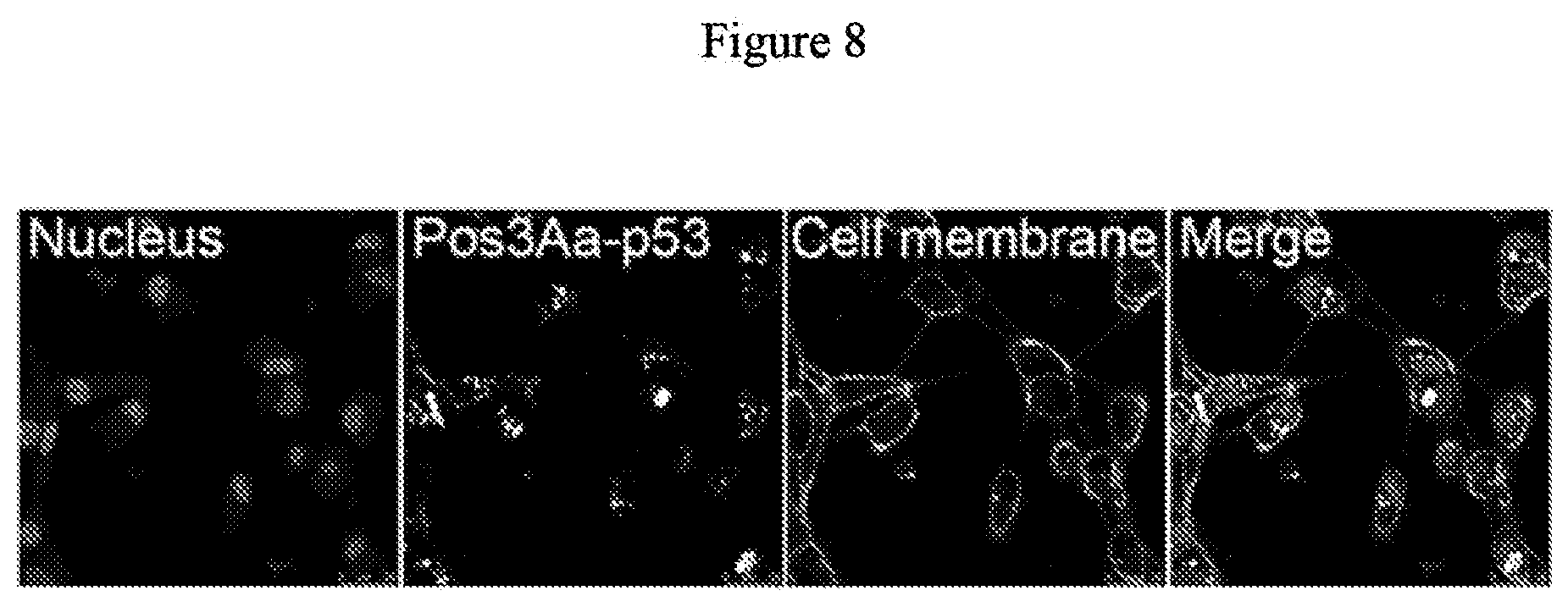 Patent US12492227 Figure 8 – Engineered cry proteins for delivery of therapeutics