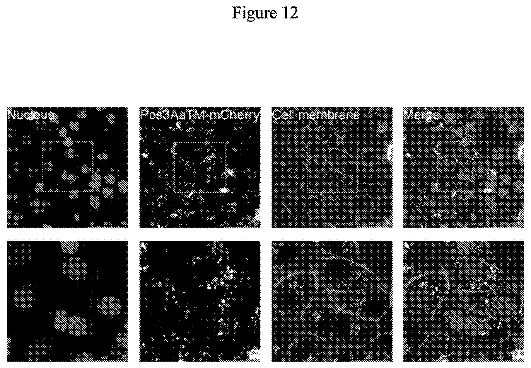 Patent US12492227 Figure 12 – Engineered cry proteins for delivery of therapeutics