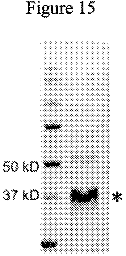 Patent US12492227 Figure 15 – Engineered cry proteins for delivery of therapeutics