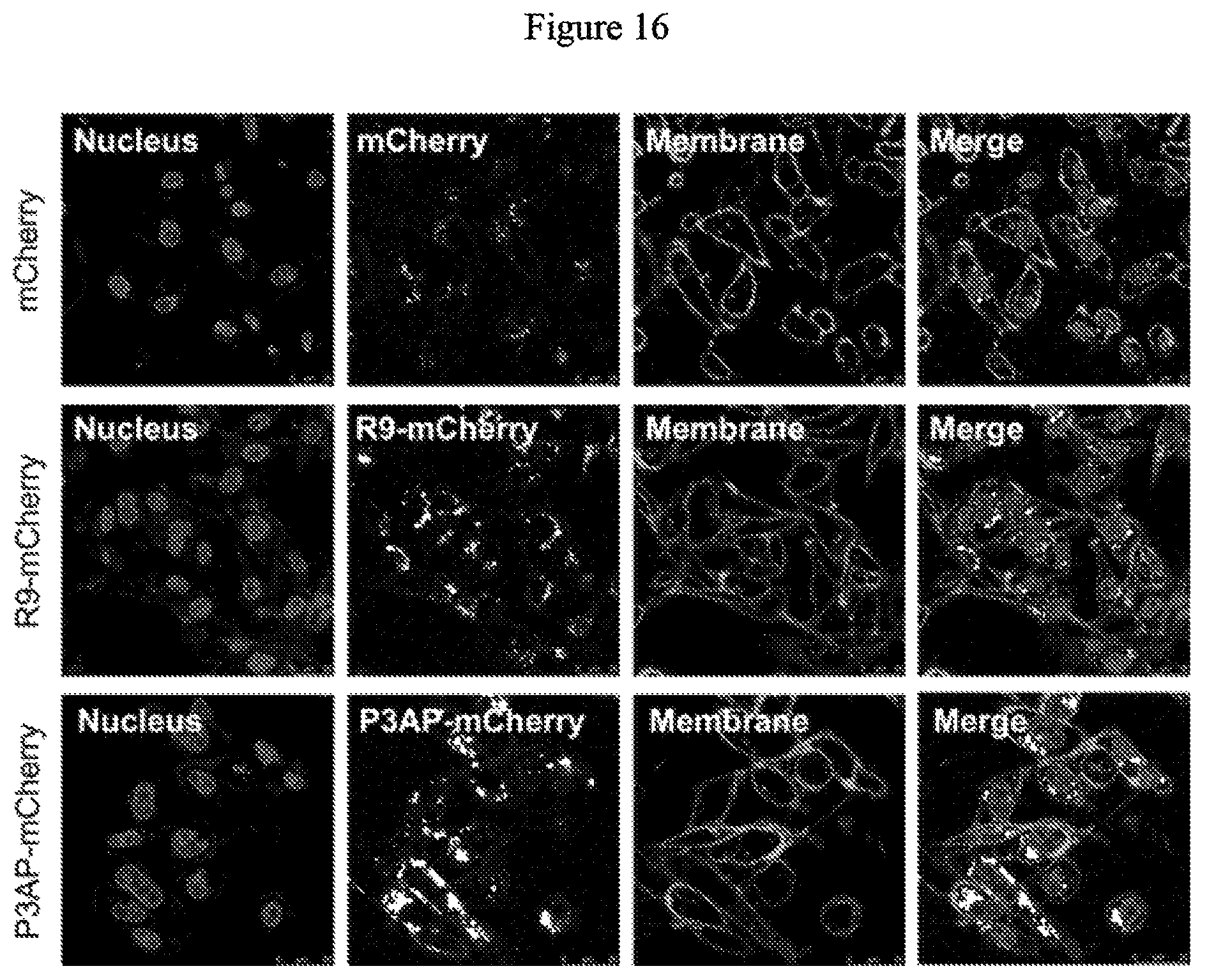 Patent US12492227 Figure 16 – Engineered cry proteins for delivery of therapeutics
