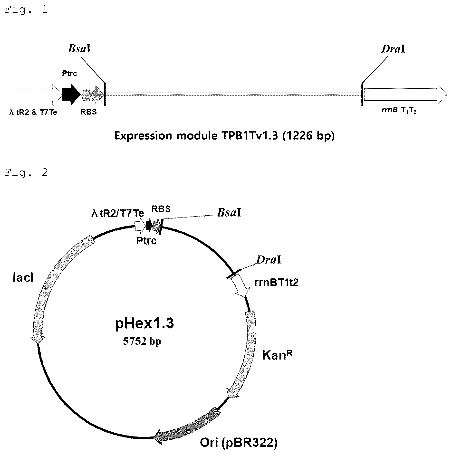 Patent US12492228 Figure 1 – CRM197 protein expression method