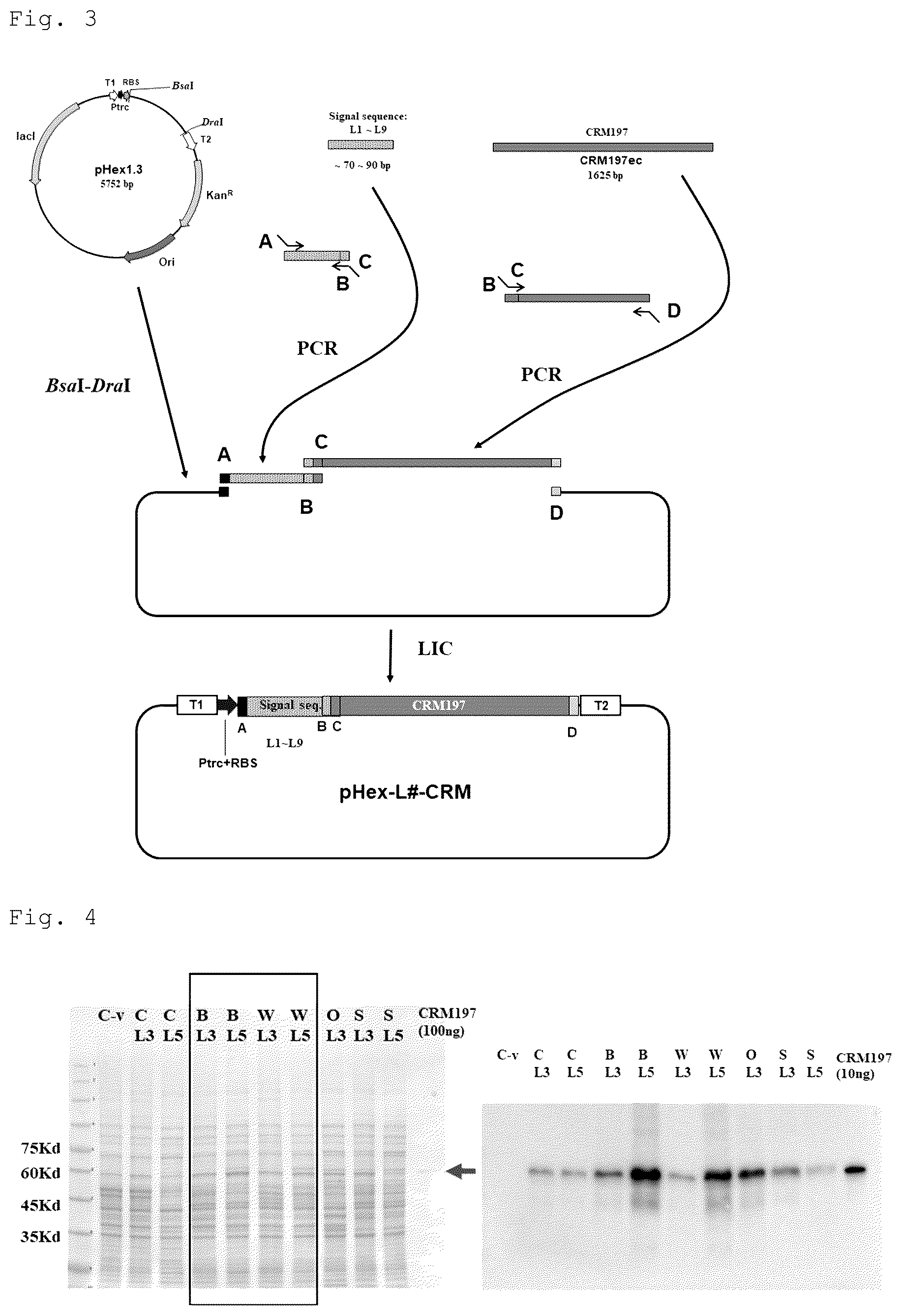 Patent US12492228 Figure 2 – CRM197 protein expression method