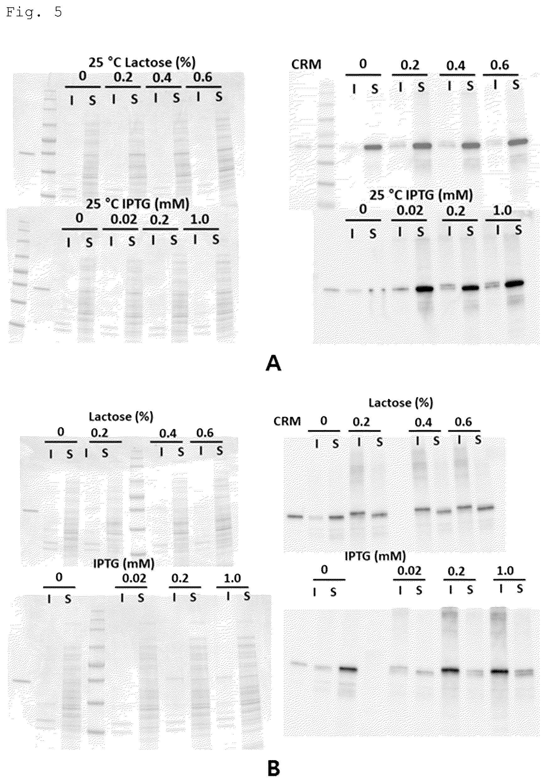 Patent US12492228 Figure 3 – CRM197 protein expression method