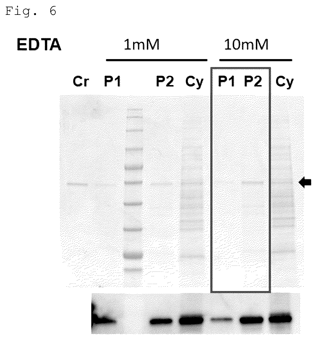 Patent US12492228 Figure 4 – CRM197 protein expression method