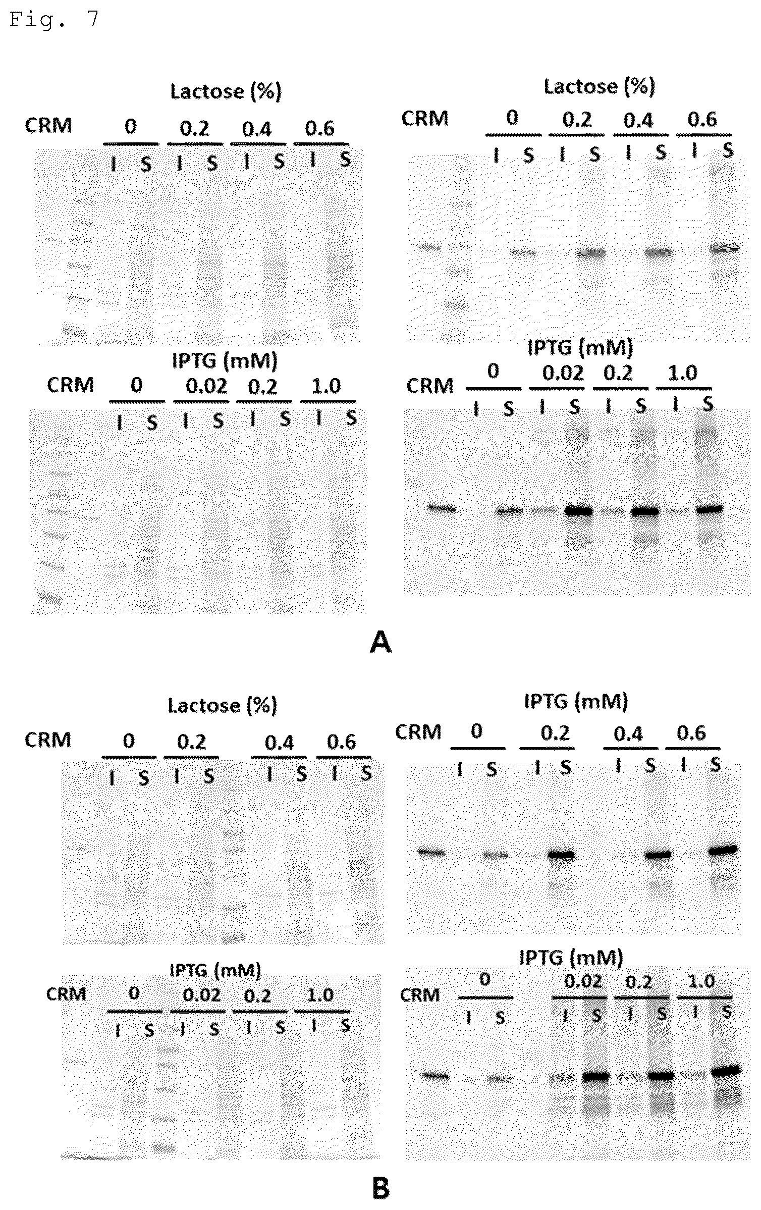 Patent US12492228 Figure 5 – CRM197 protein expression method