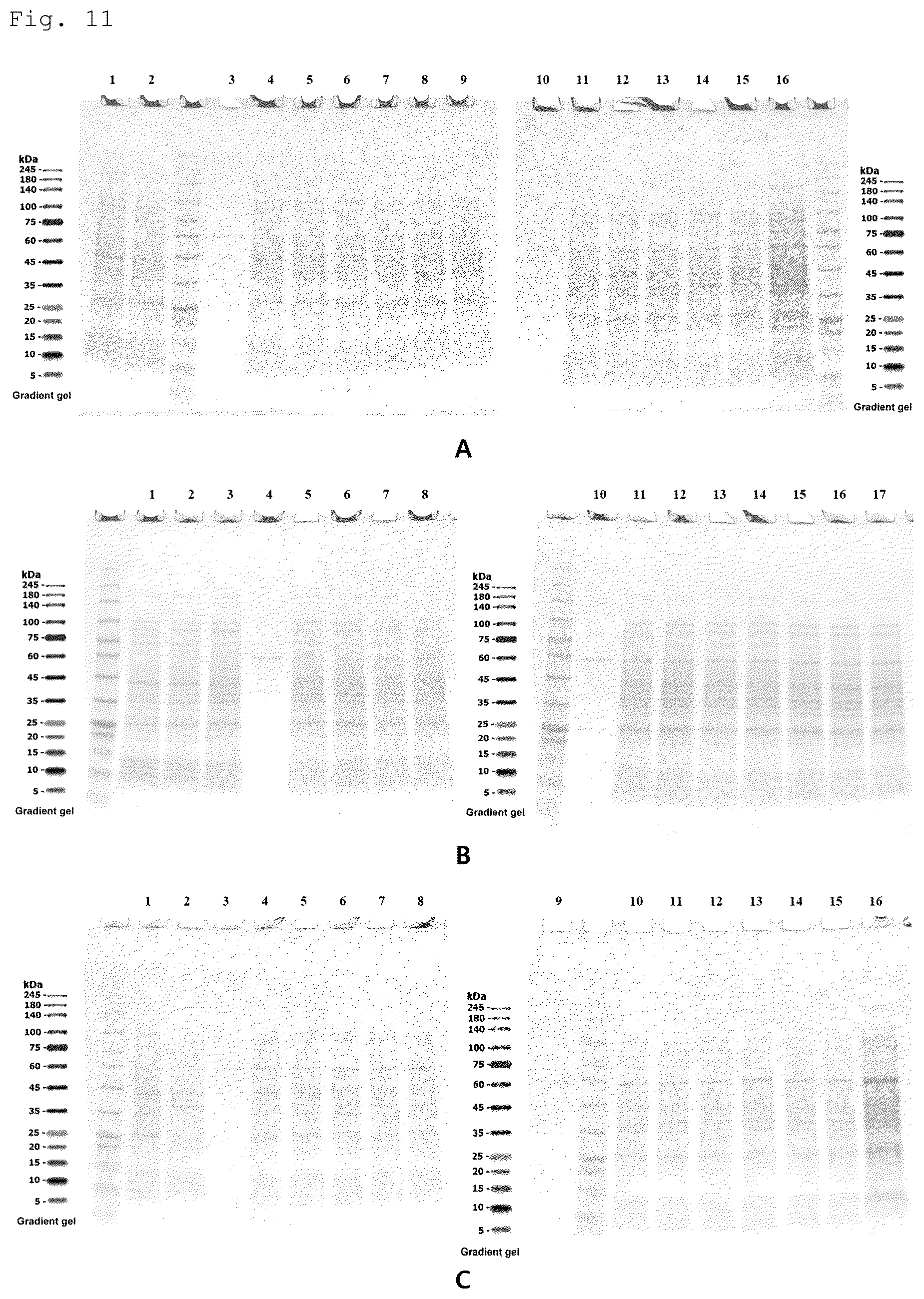 Patent US12492228 Figure 8 – CRM197 protein expression method