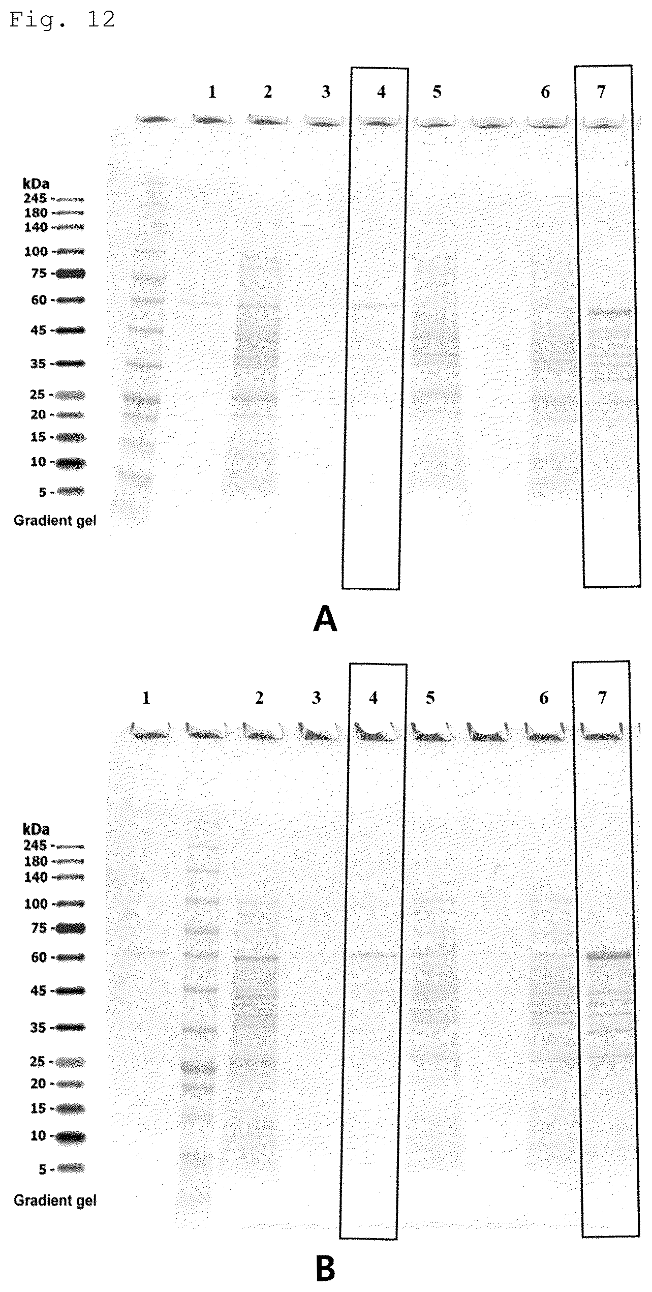 Patent US12492228 Figure 9 – CRM197 protein expression method