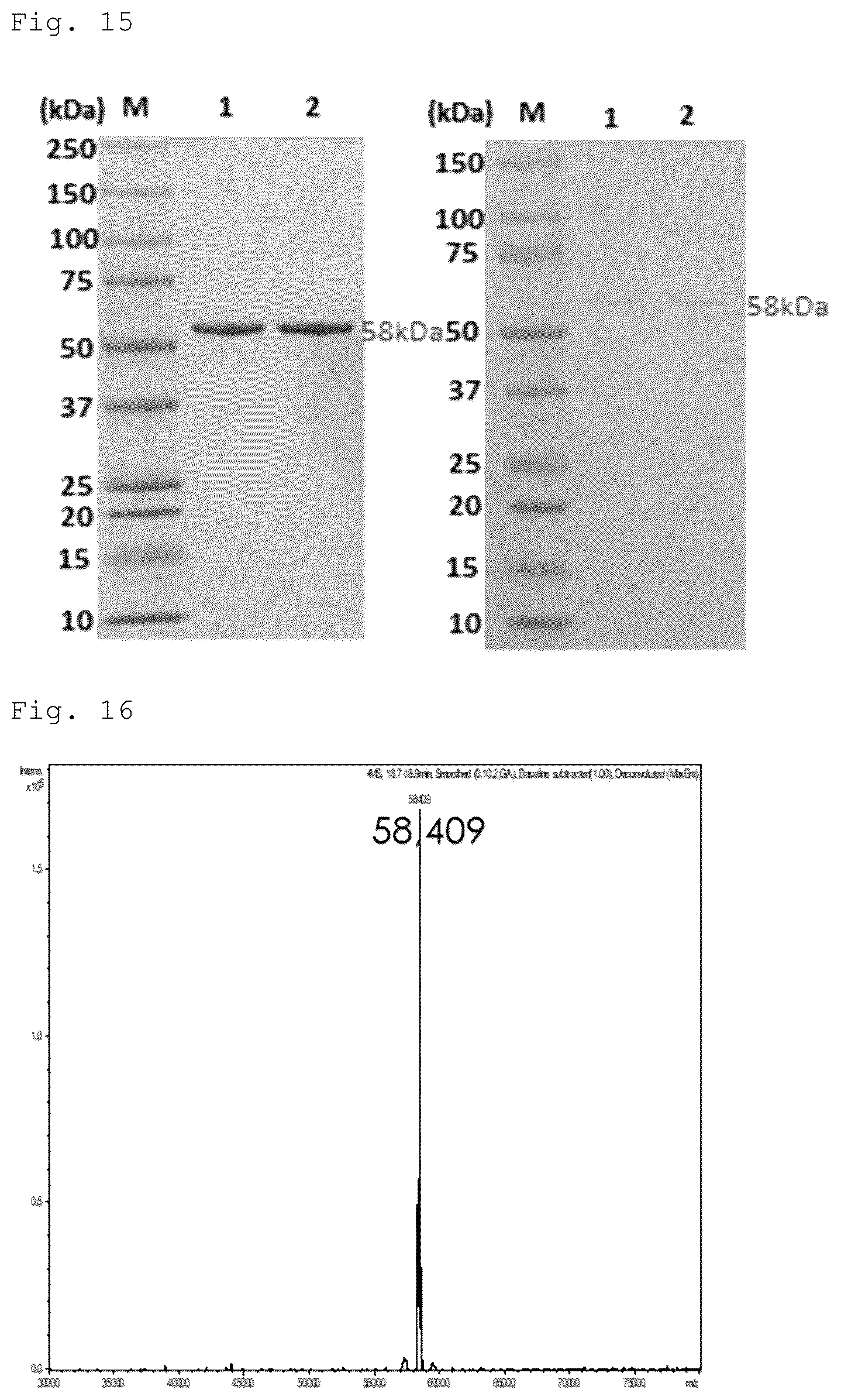 Patent US12492228 Figure 11 – CRM197 protein expression method