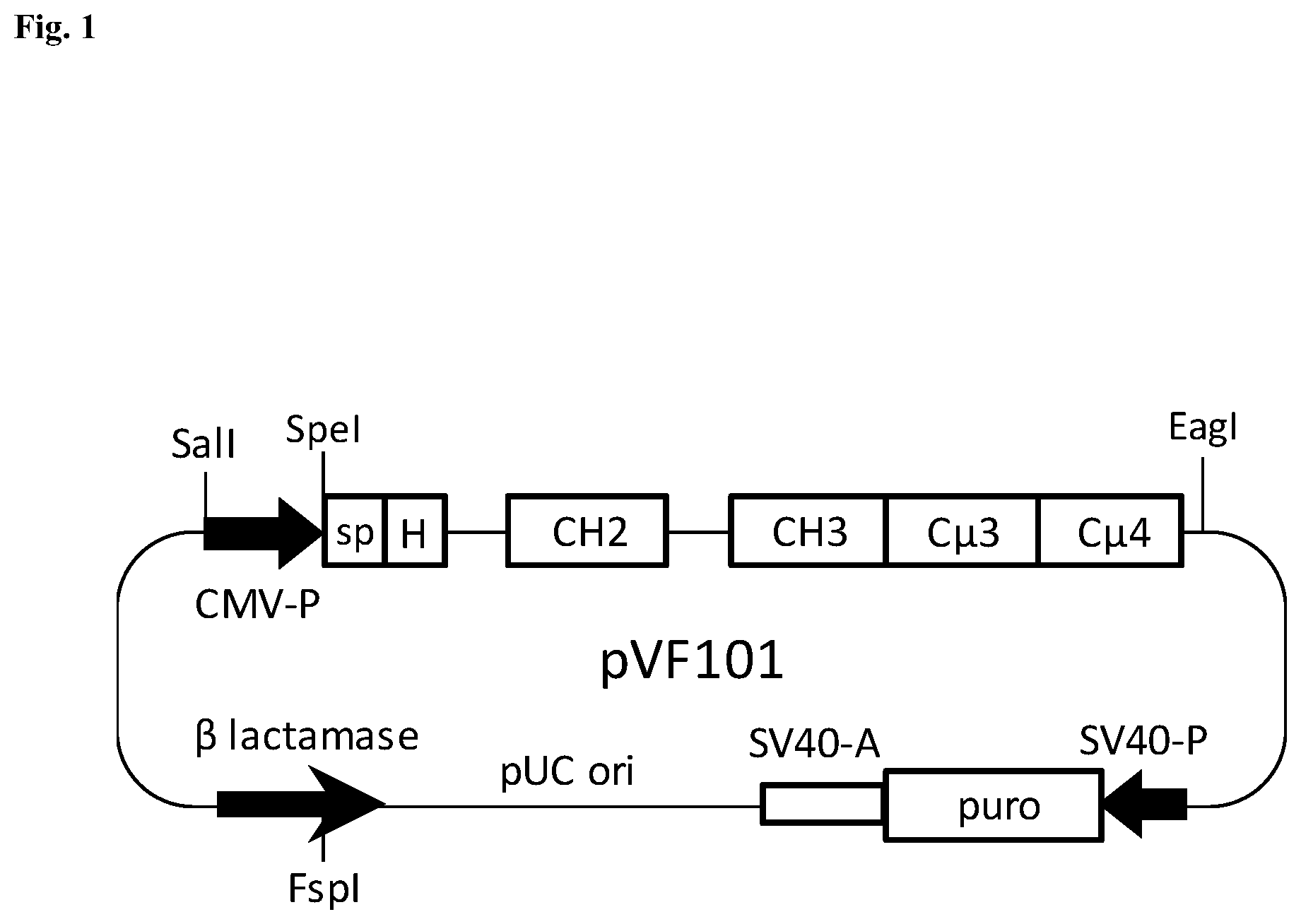 Patent US12492231 Figure 1 – Multimeric hybrid Fc proteins for replacement of IVIG