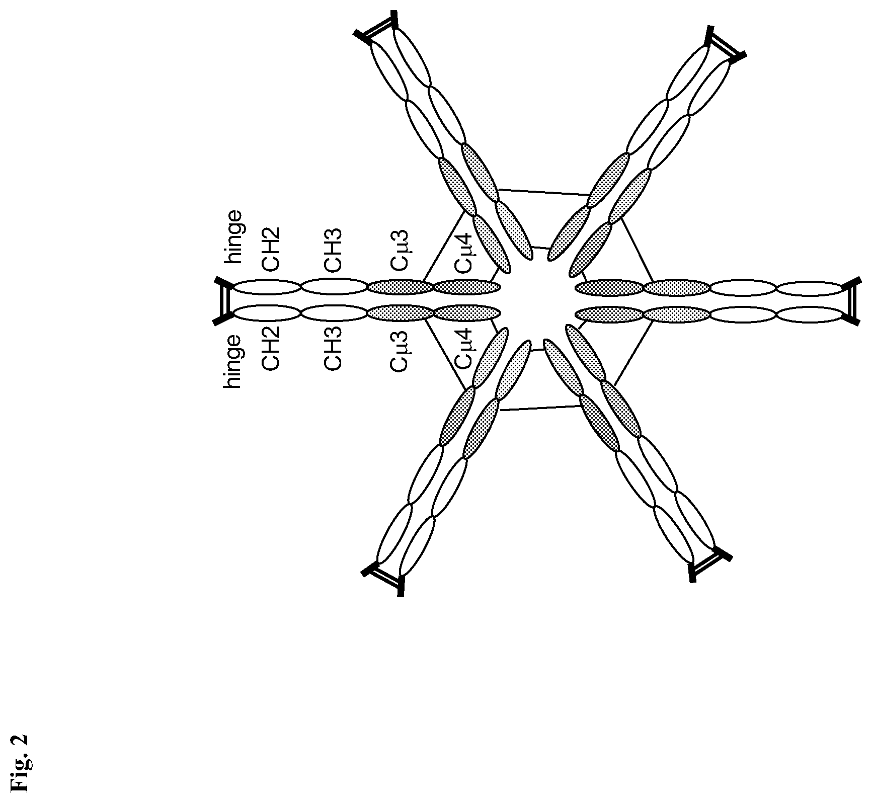 Patent US12492231 Figure 2 – Multimeric hybrid Fc proteins for replacement of IVIG