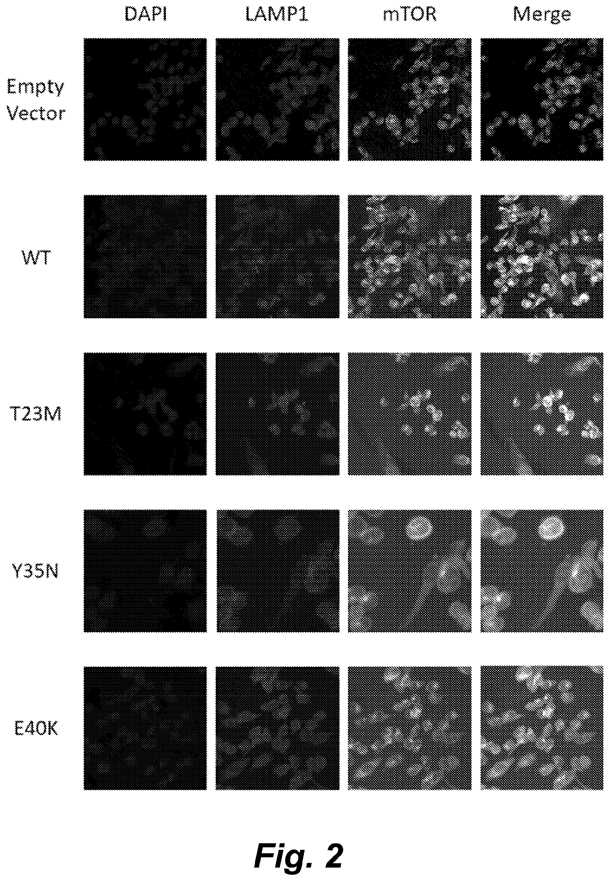 Patent US12492232 Figure 4 – Methods for producing proteins