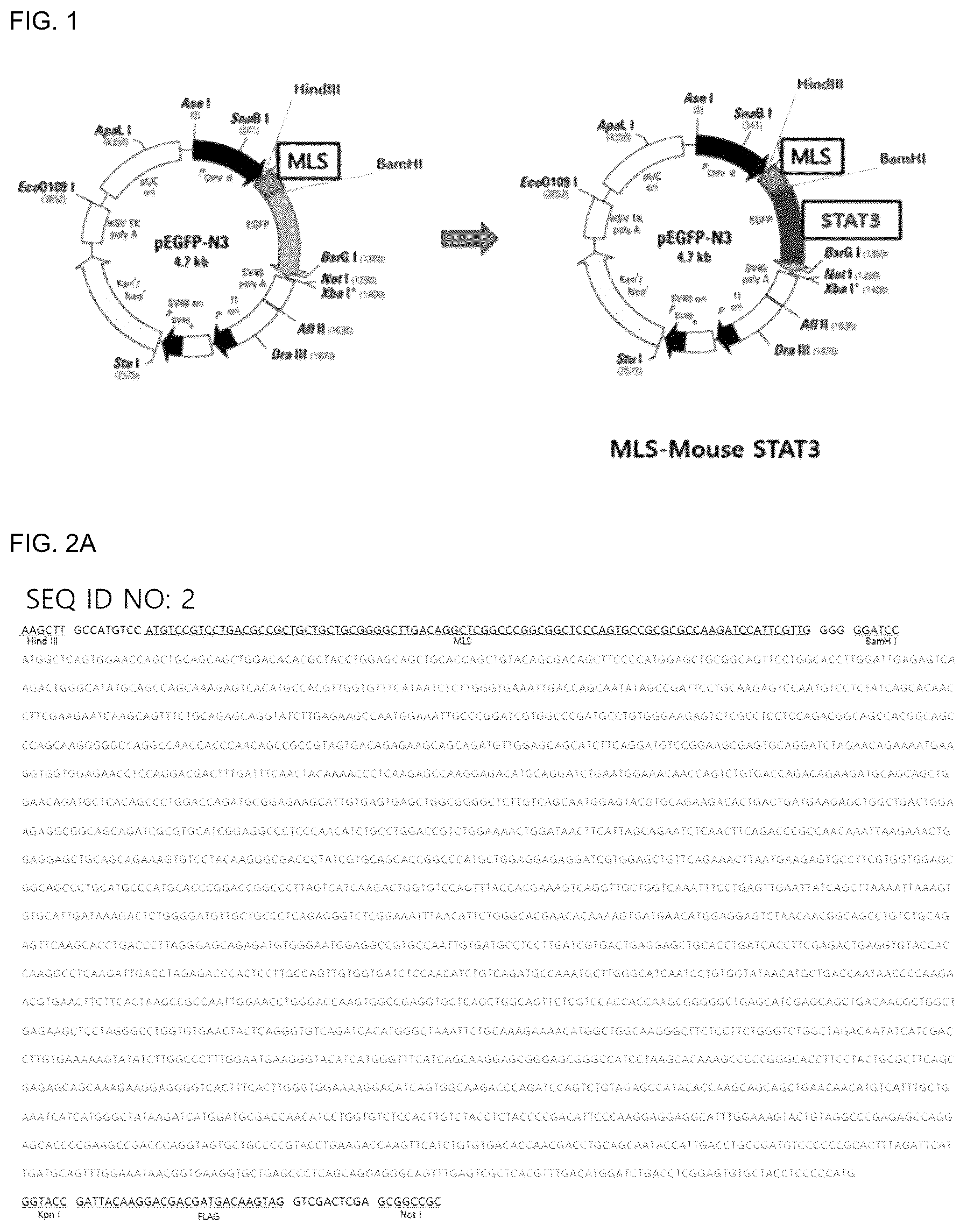 Patent US12492233 Figure 1 – Composition comprising MLS-STAT3 for prevention or treatment of immune disease