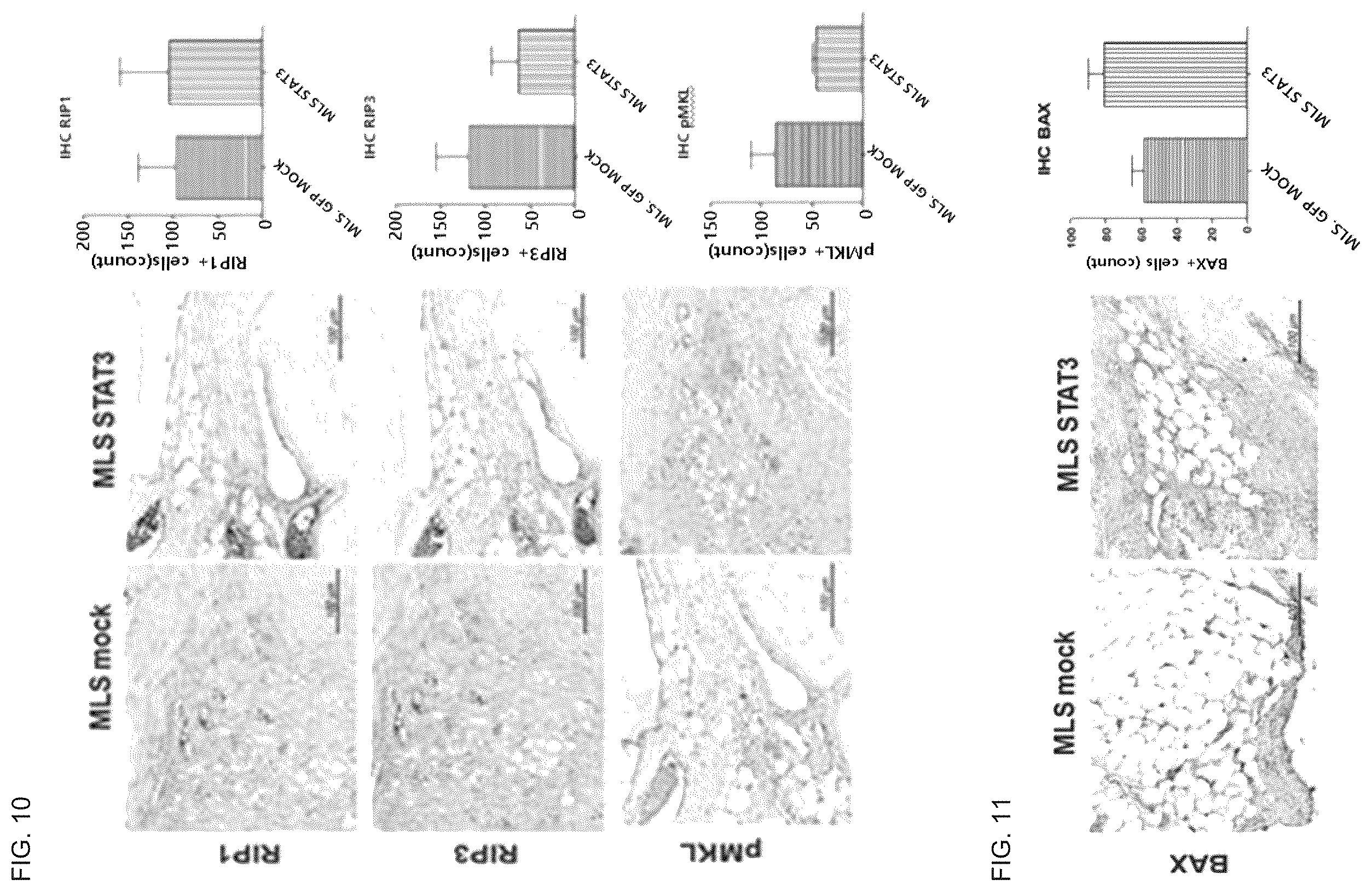 Patent US12492233 Figure 7 – Composition comprising MLS-STAT3 for prevention or treatment of immune disease