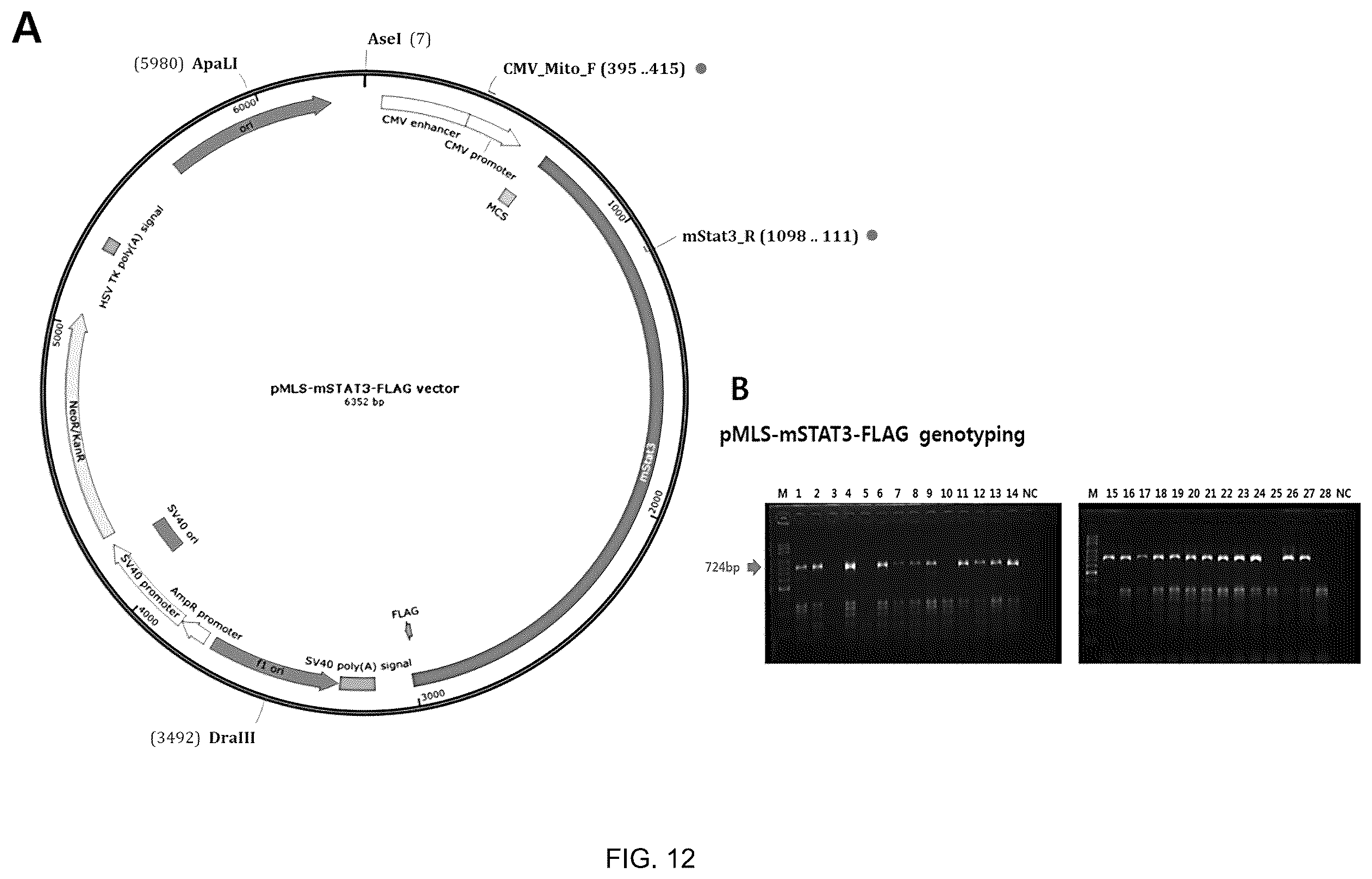 Patent US12492233 Figure 8 – Composition comprising MLS-STAT3 for prevention or treatment of immune disease