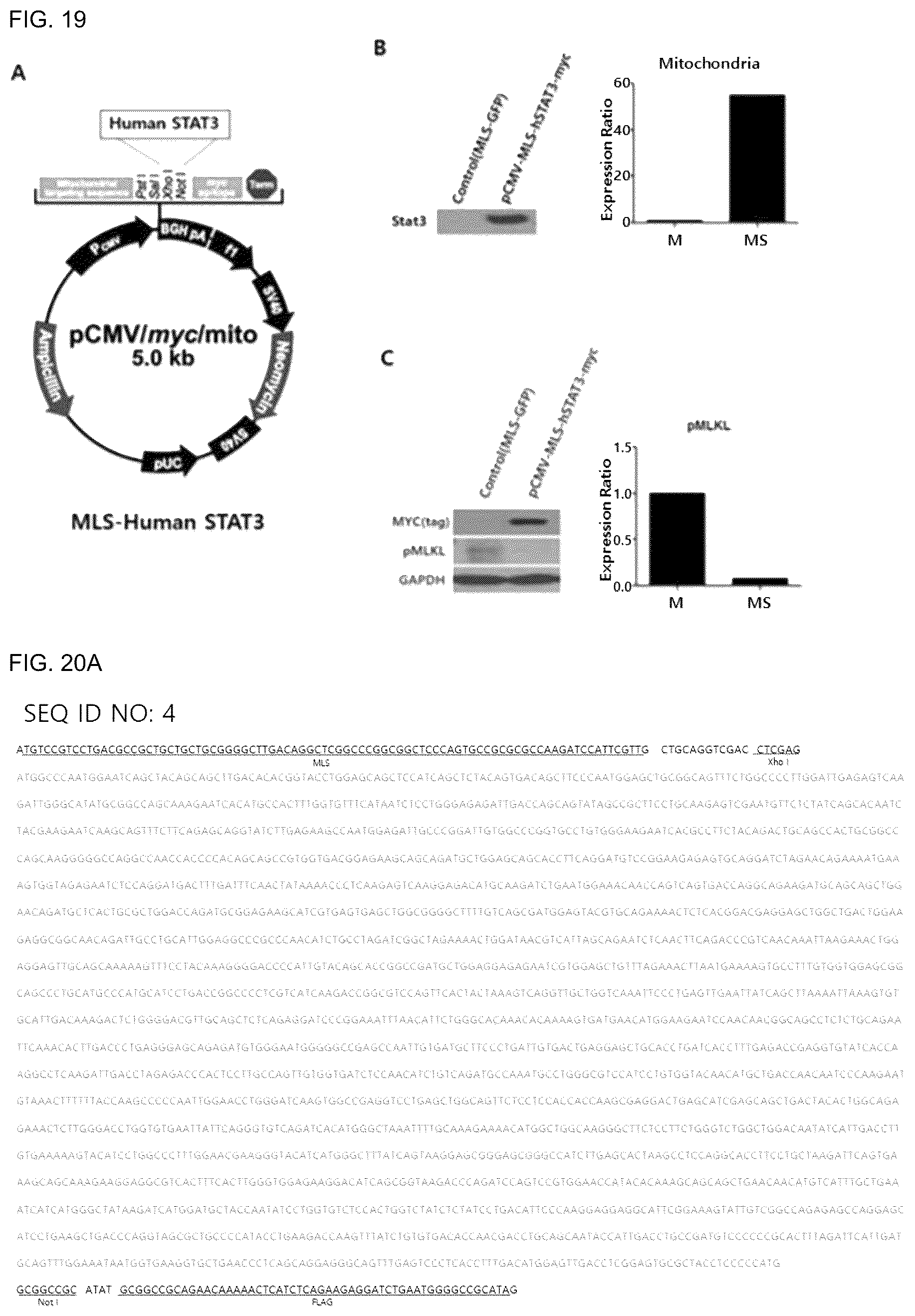 Patent US12492233 Figure 13 – Composition comprising MLS-STAT3 for prevention or treatment of immune disease