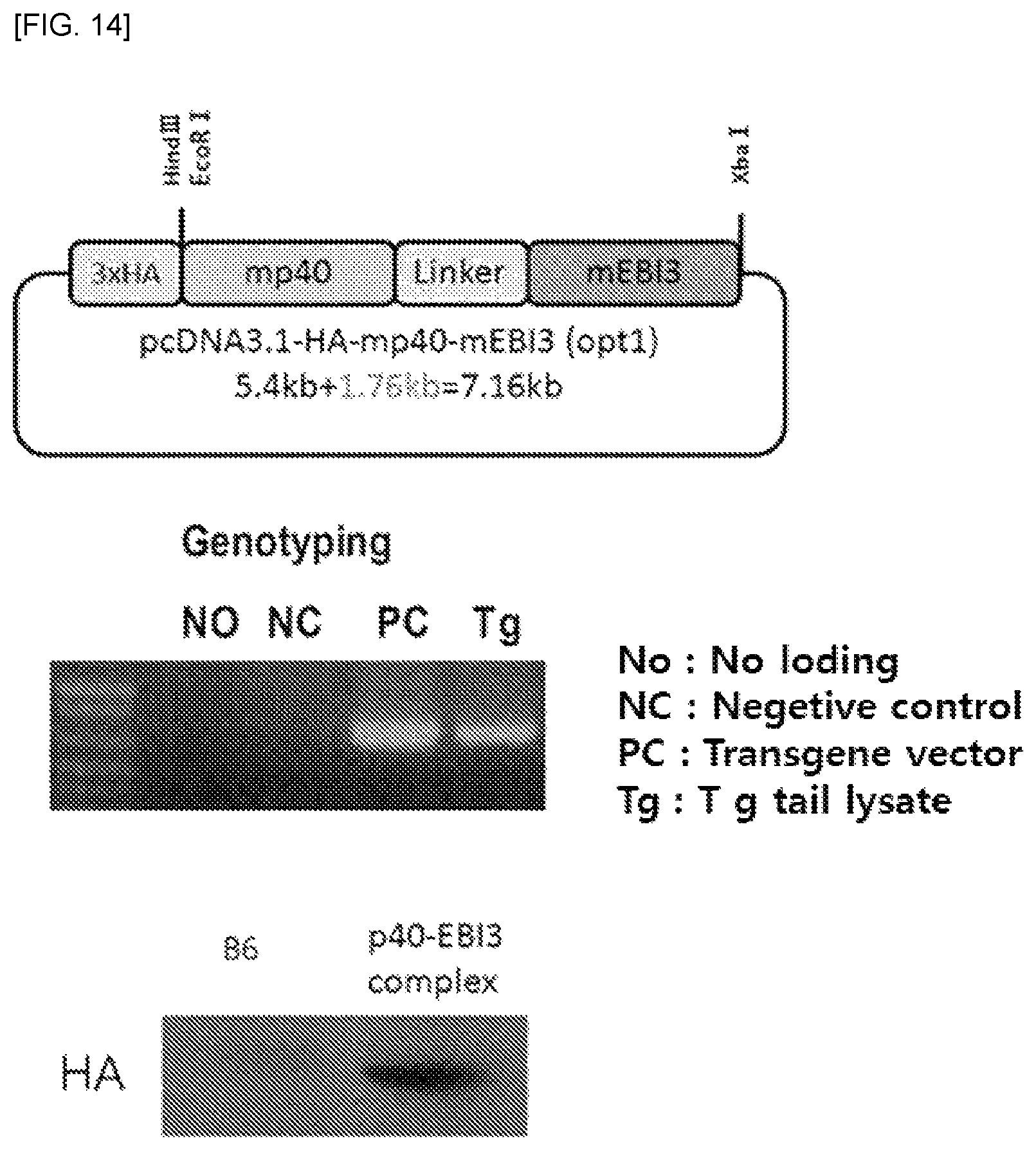 Patent US12492235 Figure 20 – Cytokines and use thereof